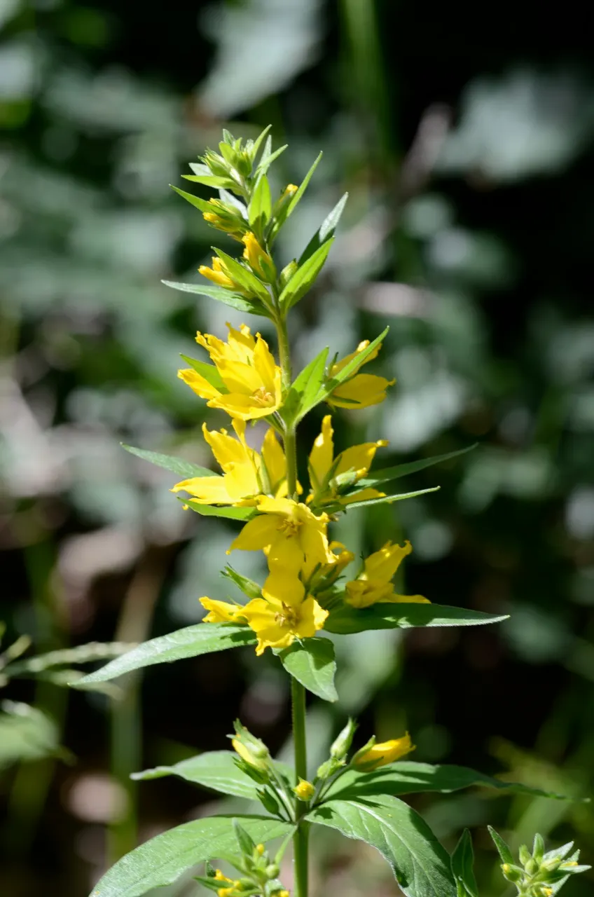 Yellow Loosestrife (Lysimachia Punctata) — cup-shaped yellow flowers; arranged in a whorled pattern up erect stems, image 218