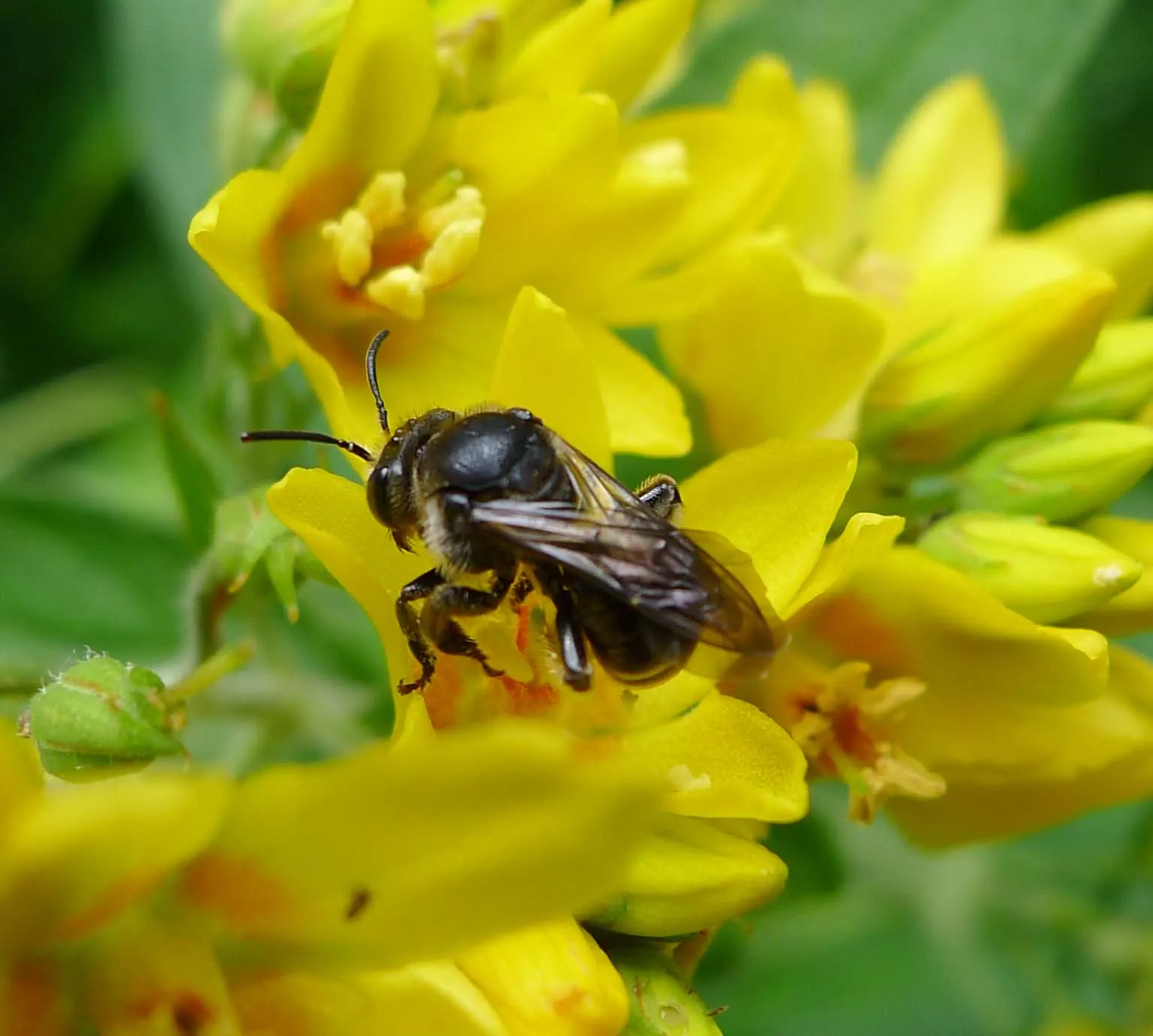 Yellow Loosestrife (Lysimachia Punctata) — Ideal for borders or waterside plantings; scientifically known as Lysimachia punctata, image 53