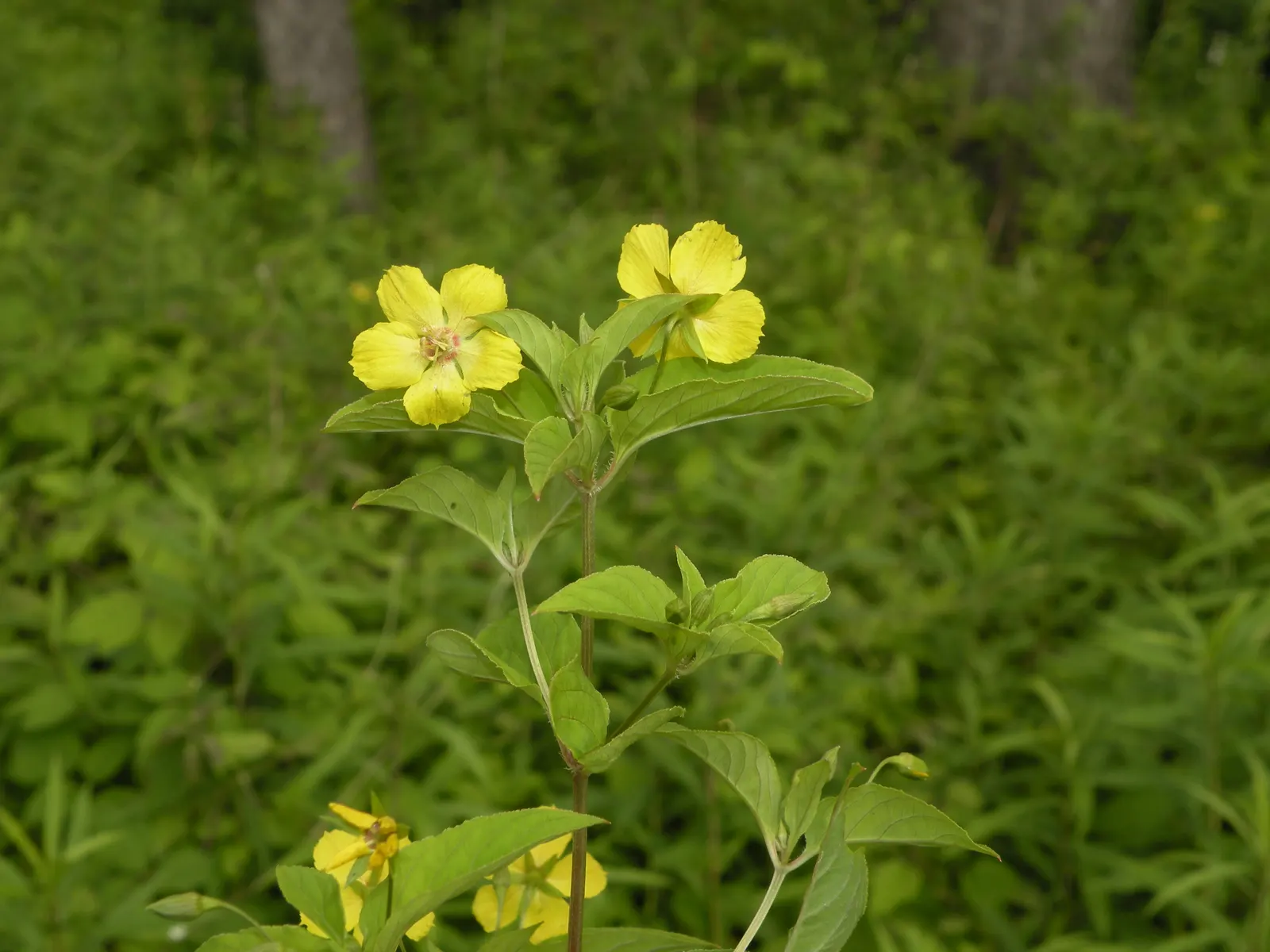 Yellow Loosestrife (Lysimachia Punctata) — From late spring into midsummer; while it is tolerant of various soil types, ensuring adequate drainage, image 133