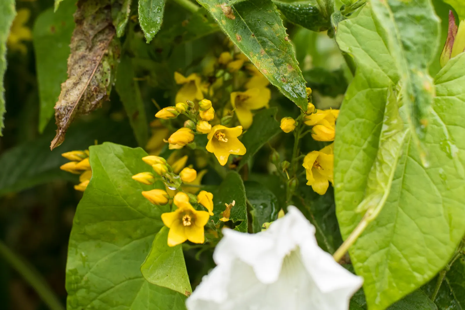 Yellow Loosestrife (Lysimachia Punctata) — sometimes aggressively spreading via rhizomes; thriving in USDA zones 4-8, it reaches 24-36 inches in, image 210