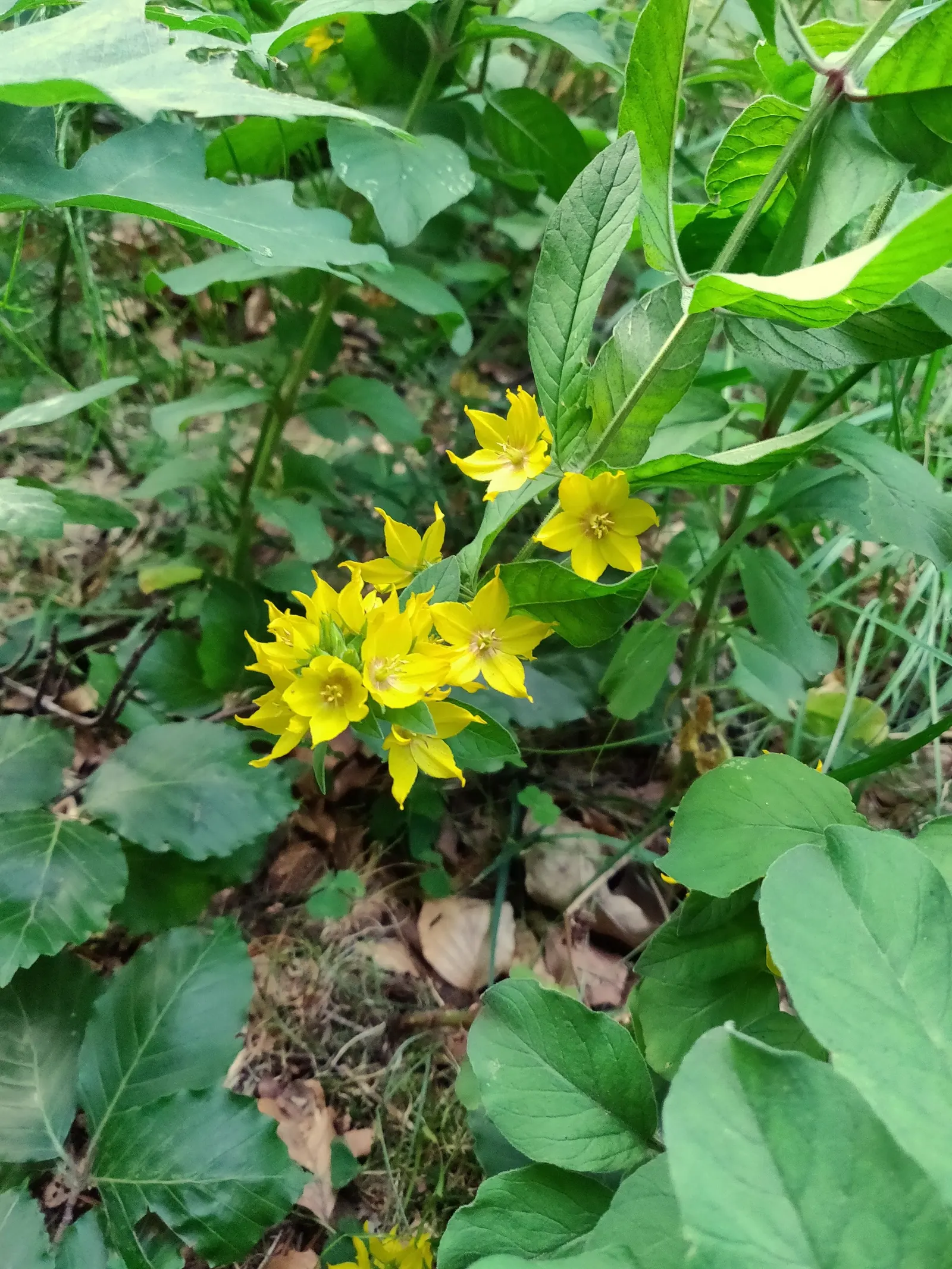 Yellow Loosestrife (Lysimachia Punctata) — From late spring into midsummer; while it is tolerant of various soil types, ensuring adequate drainage is crucial