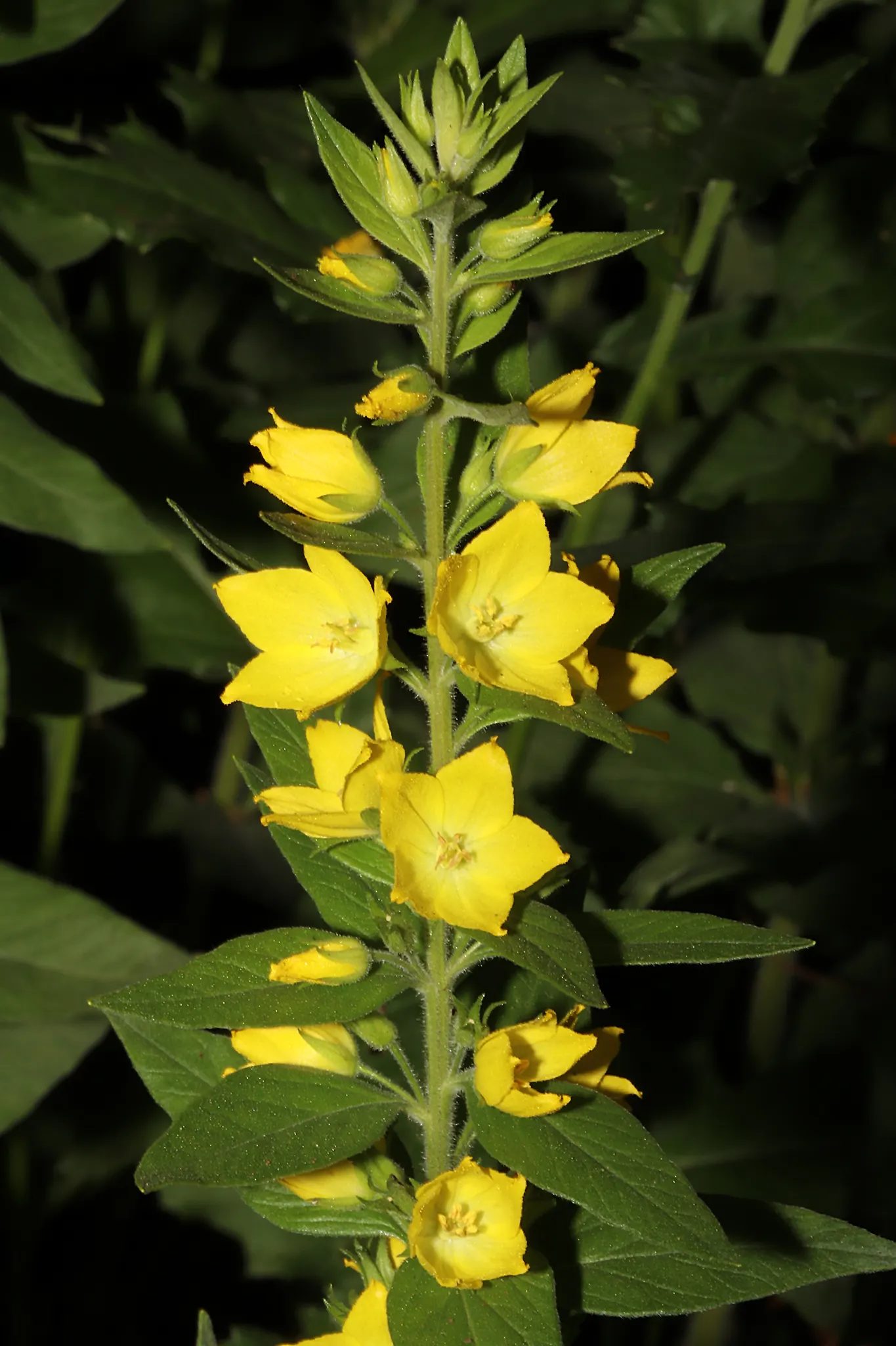 Yellow Loosestrife (Lysimachia Punctata) — sometimes aggressively spreading via rhizomes