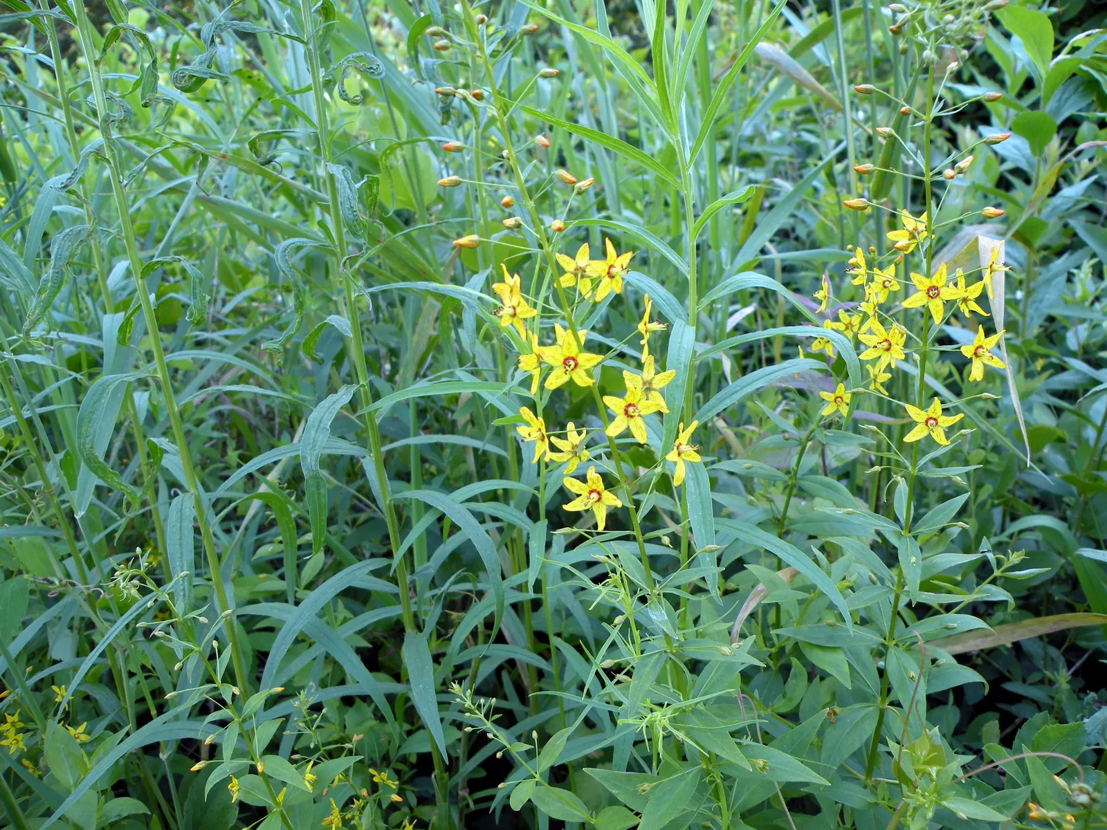 Yellow Loosestrife (Lysimachia Punctata) — flowering from early to mid-summer; each dotted with reddish-brown markings at the base, image 174