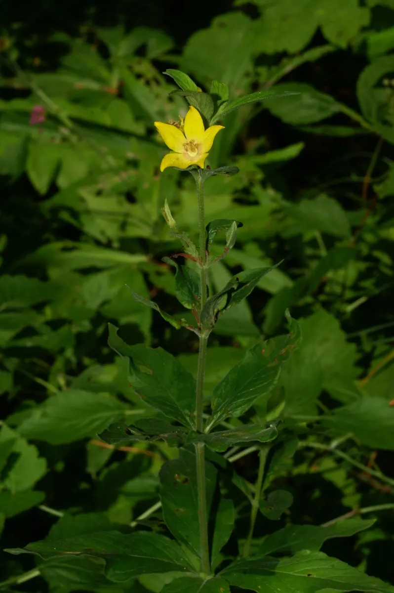 Yellow Loosestrife (Lysimachia Punctata) — While it is tolerant of various soil types, ensuring adequate drainage is crucial to prevent root rot, image 136