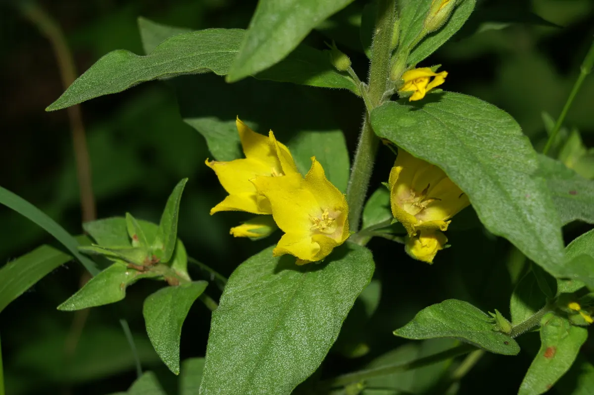 Yellow Loosestrife (Lysimachia Punctata) — Yellow Loosestrife produces an abundant display of star-shaped; perennial with yellow blooms, image 206