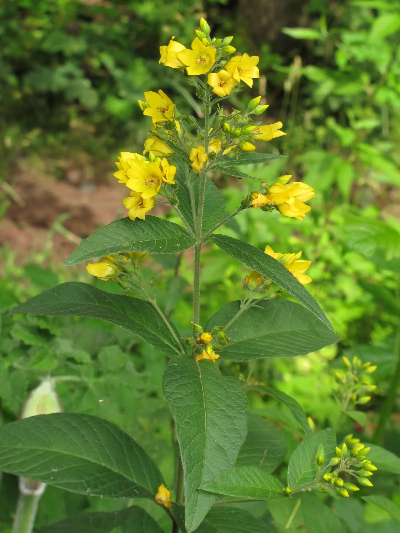 Yellow Loosestrife (Lysimachia Punctata) — Thriving in USDA zones 4-8, it reaches 24-36 inches in height and spreads approximately 18-24 inches, image 123