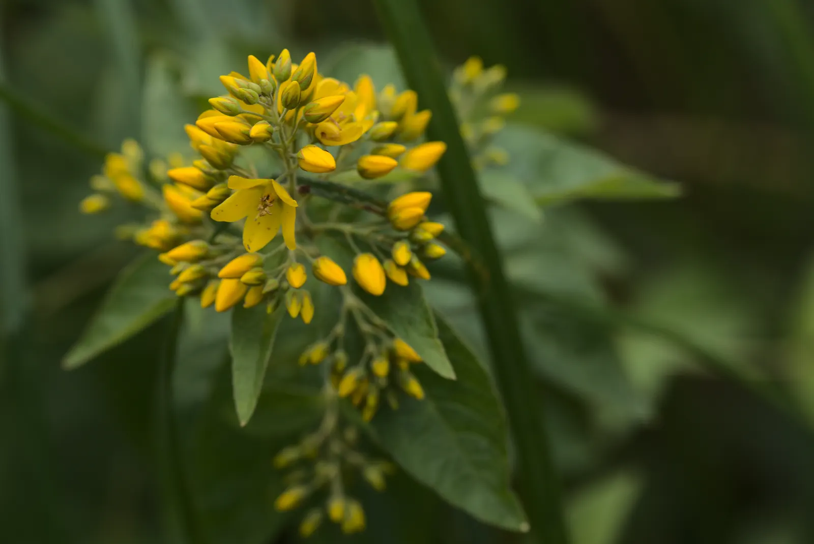 Yellow Loosestrife (Lysimachia Punctata) — Due to its easy-going nature, it is an excellent choice for gardeners of all levels; perennial for full, image 117