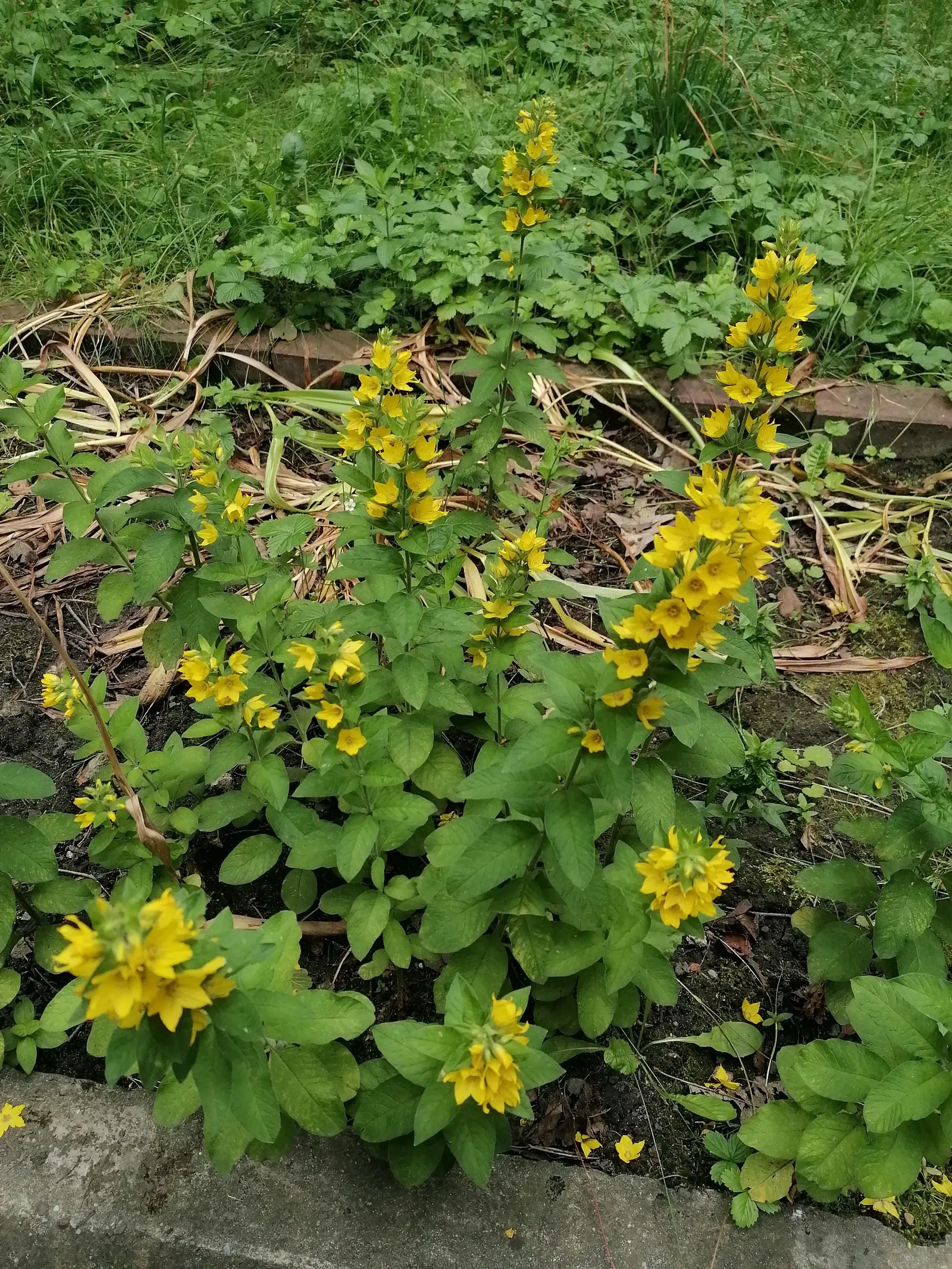 Yellow Loosestrife (Lysimachia Punctata) — From late spring into midsummer; while it is tolerant of various soil types, ensuring adequate drainage, image 157