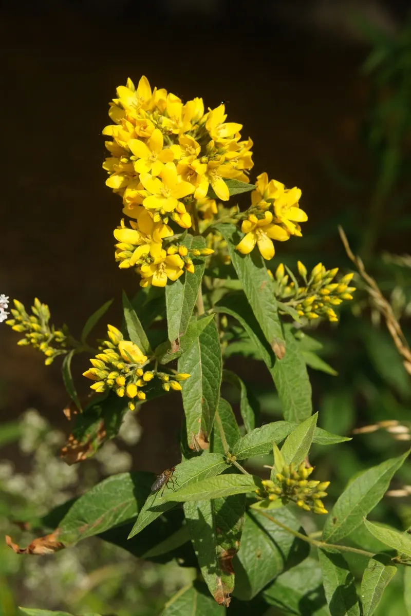Yellow Loosestrife (Lysimachia Punctata) — yellow flowers in the garden; note: May become invasive if not controlled, image 142