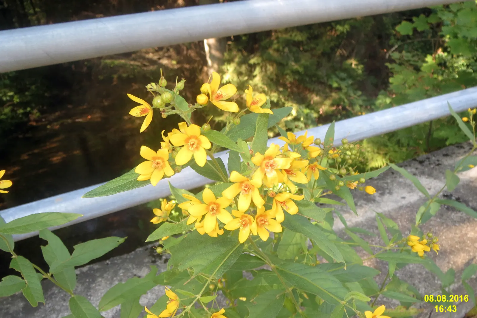 Yellow Loosestrife (Lysimachia Punctata) — flowering from early to mid-summer; each dotted with reddish-brown markings at the base, image 102