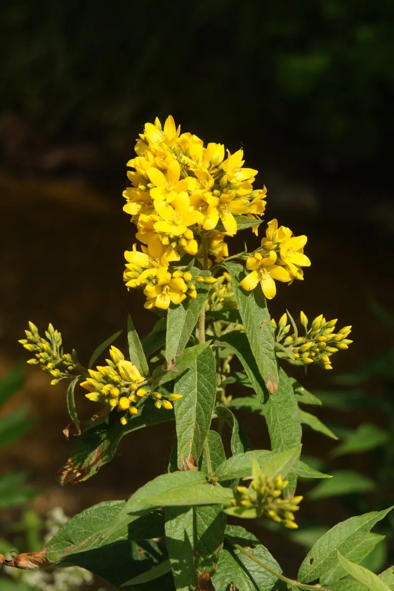 Yellow Loosestrife (Lysimachia Punctata) — flowering from early to mid-summer; each dotted with reddish-brown markings at the base, image 126