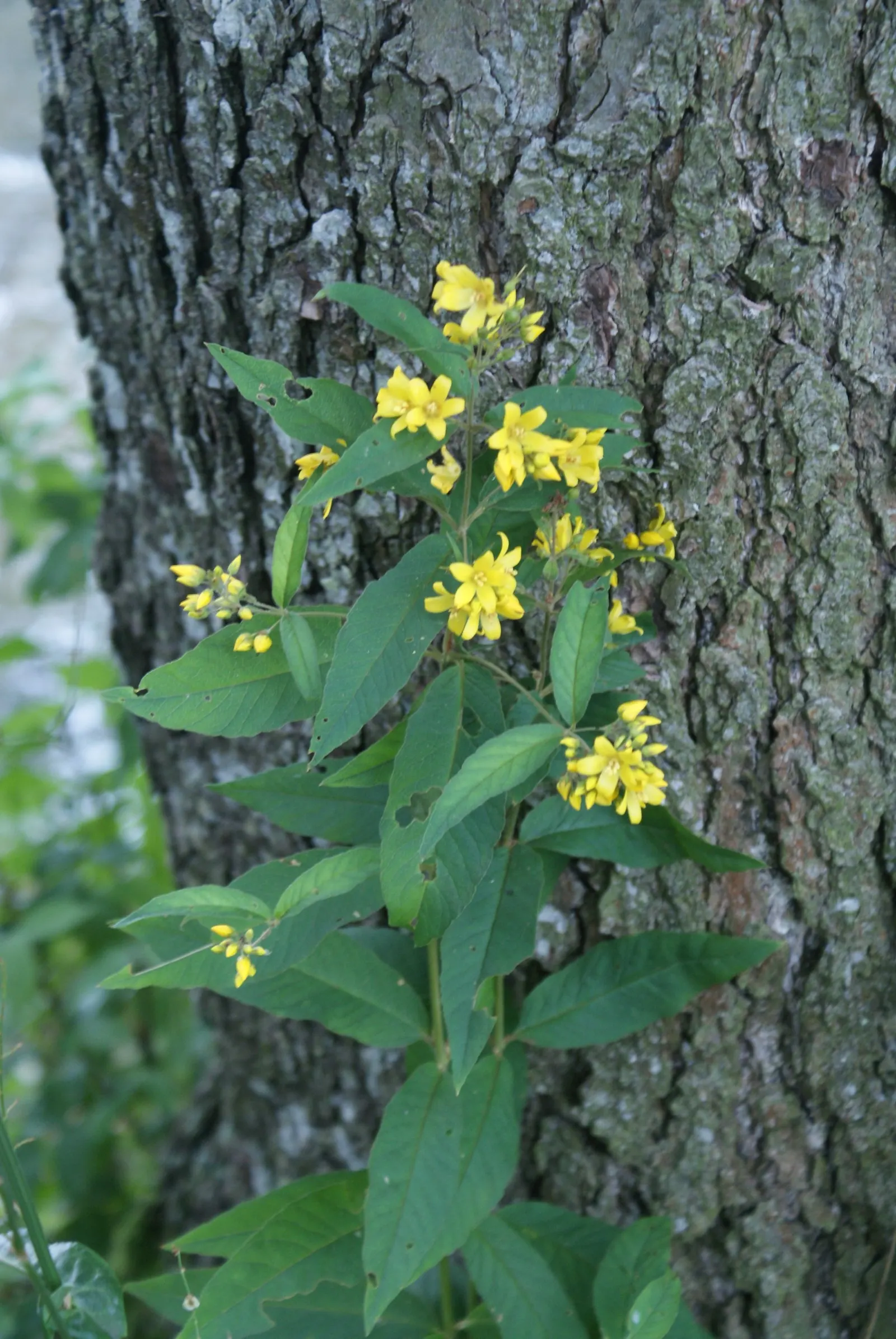 Yellow Loosestrife (Lysimachia Punctata) — arranged in a whorled pattern up erect stems; cup-shaped yellow flowers, image 107