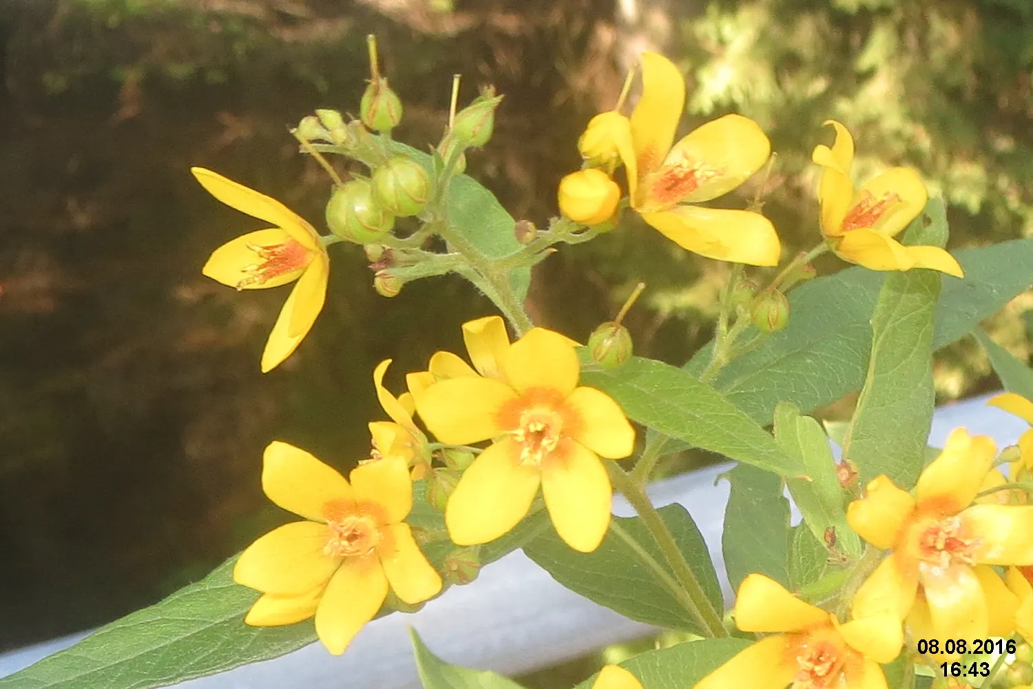 Yellow Loosestrife (Lysimachia Punctata) — Thriving in USDA zones 4-8, it reaches 24-36 inches in height and spreads approximately 18-24 inches
