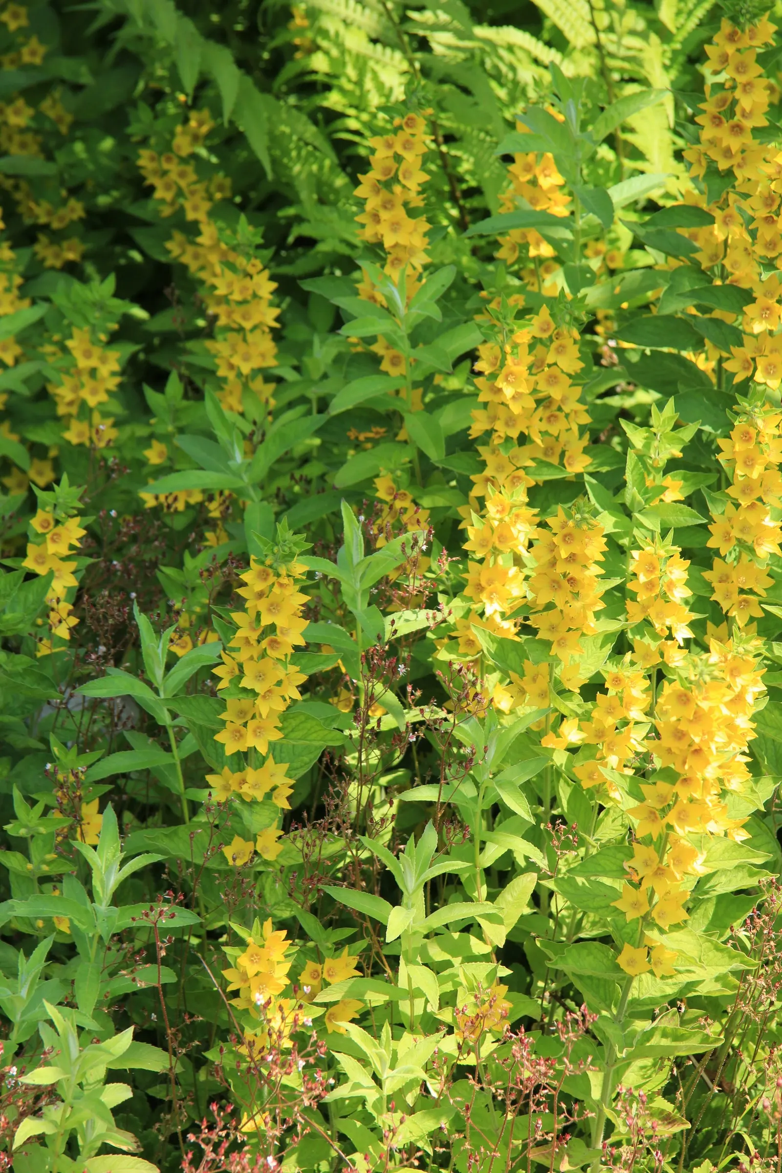 Yellow Loosestrife (Lysimachia Punctata) — While it is tolerant of various soil types, ensuring adequate drainage is crucial to prevent root rot, image 64