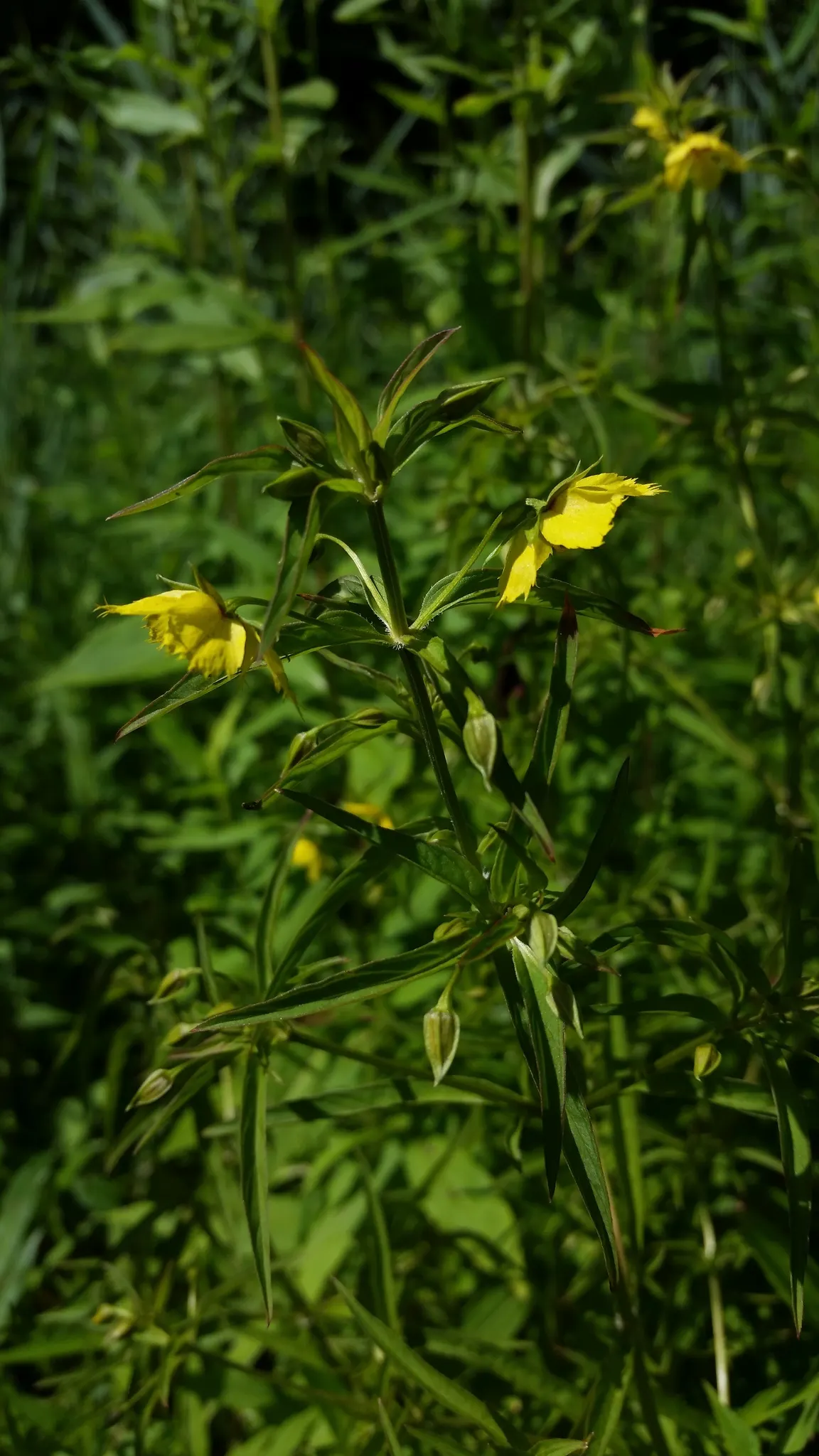 Yellow Loosestrife (Lysimachia Punctata) — This plant typically reaches heights of 24 to 36 inches with a spread of 18 to 24 inches; yellow, image 58