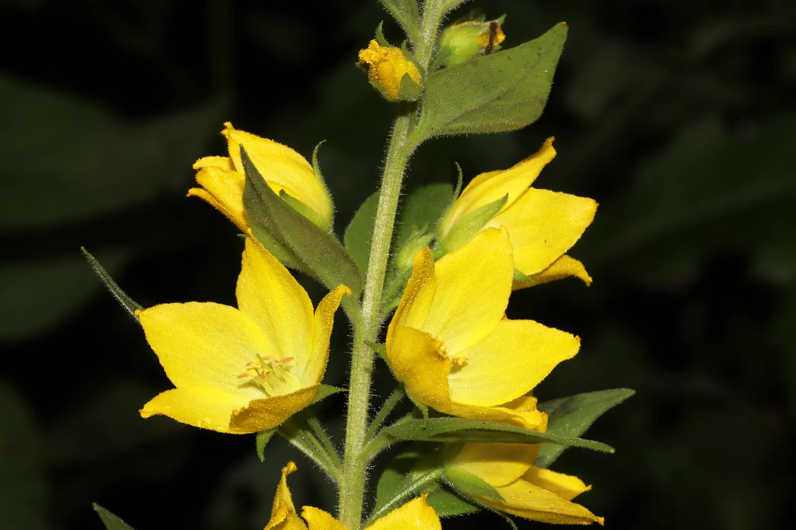 Yellow Loosestrife (Lysimachia Punctata) — sometimes aggressively spreading via rhizomes; thriving in USDA zones 4-8, it reaches 24-36 inches in, image 66