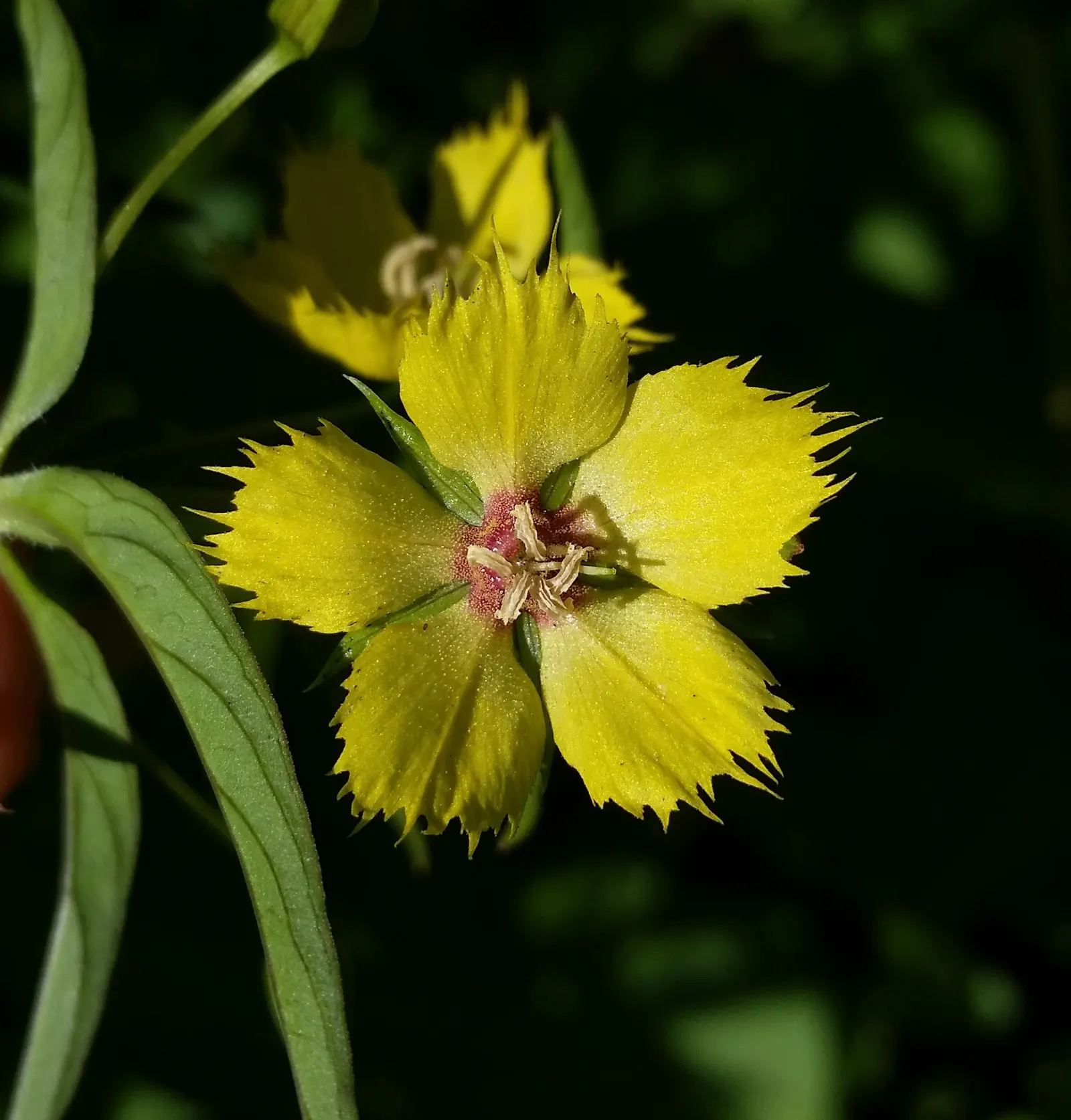Yellow Loosestrife (Lysimachia Punctata) — arranged in a whorled pattern up erect stems; cup-shaped yellow flowers, image 83