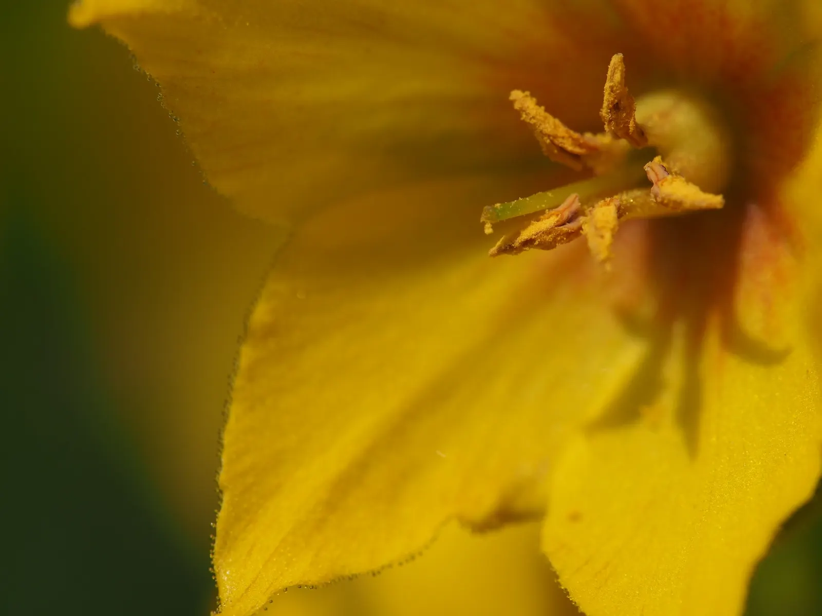 Yellow Loosestrife (Lysimachia Punctata) — creating a full and bushy appearance; herbaceous perennial that is a favored addition to garden designs, image 204