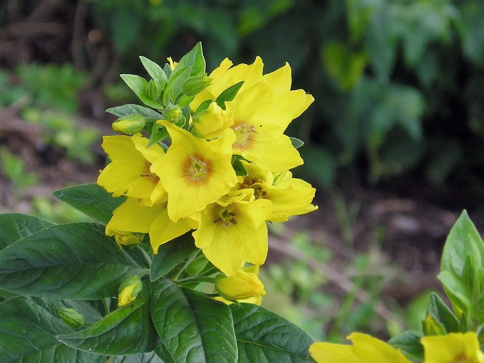 Yellow Loosestrife (Lysimachia Punctata) — and a bright pop of color that is particularly effective alongside blues and purples; it is hardy in, image 236