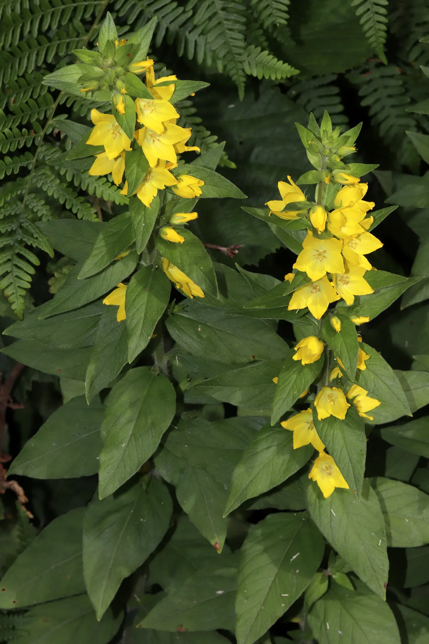 Yellow Loosestrife (Lysimachia Punctata) — perennial with yellow blooms; yellow Loosestrife produces an abundant display of star-shaped, image 215