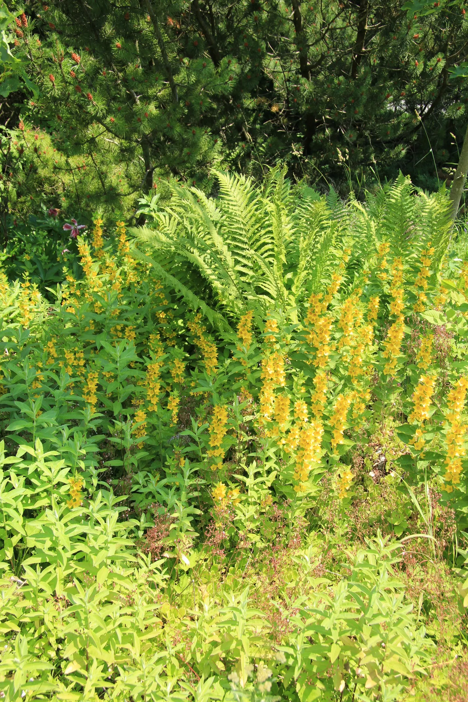 Yellow Loosestrife (Lysimachia Punctata) — From late spring into midsummer; while it is tolerant of various soil types, ensuring adequate drainage, image 61