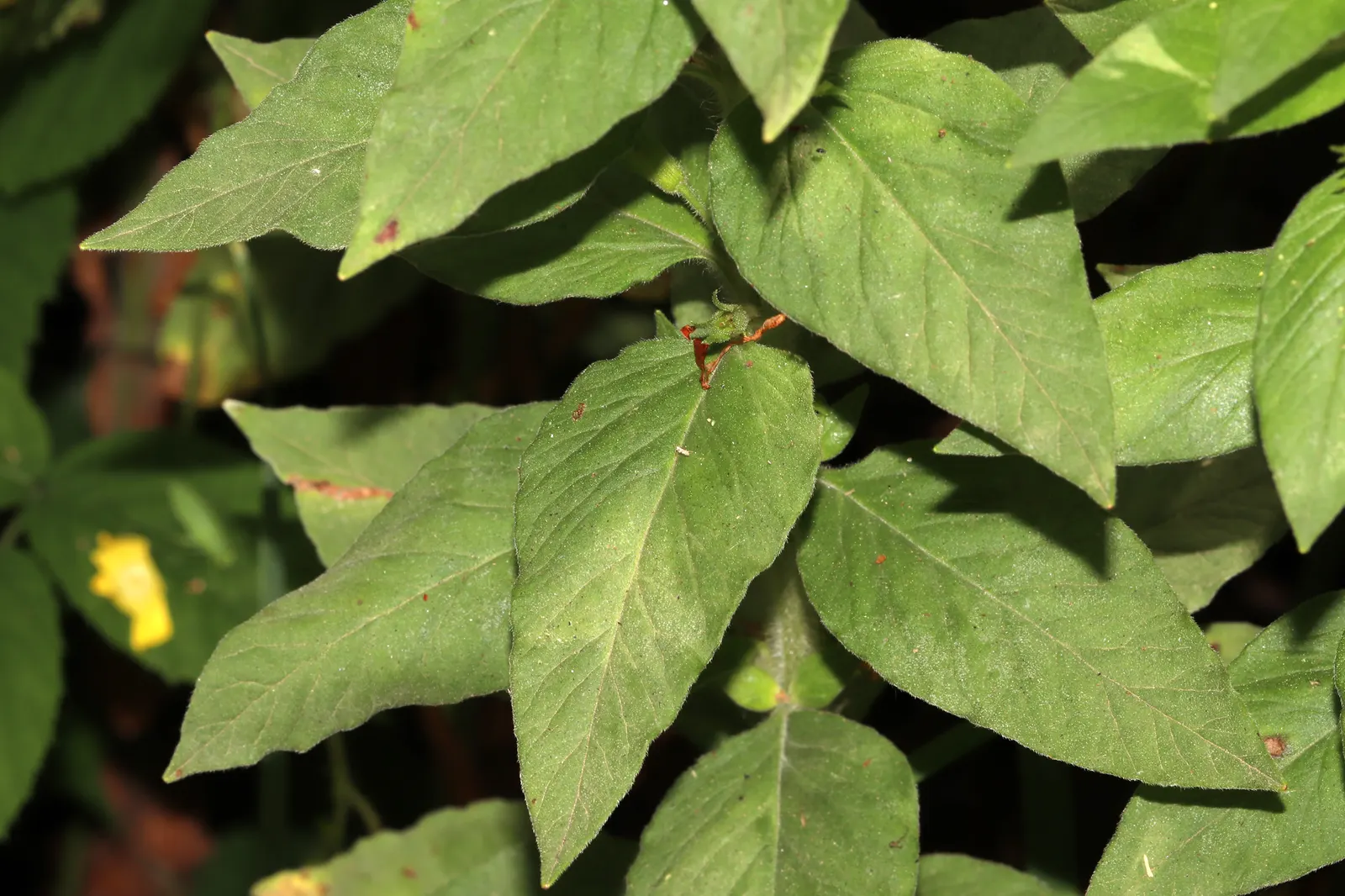 Yellow Loosestrife (Lysimachia Punctata) — yellow flowers in the garden; note: May become invasive if not controlled