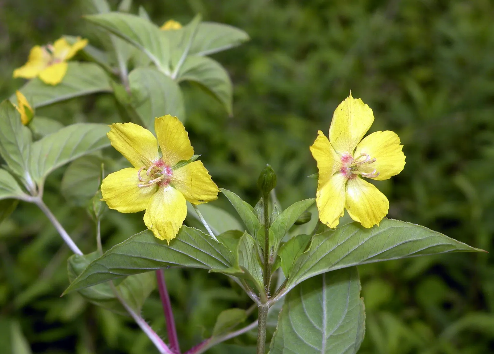 Yellow Loosestrife (Lysimachia Punctata) — yellow flowers in the garden; note: May become invasive if not controlled, image 118
