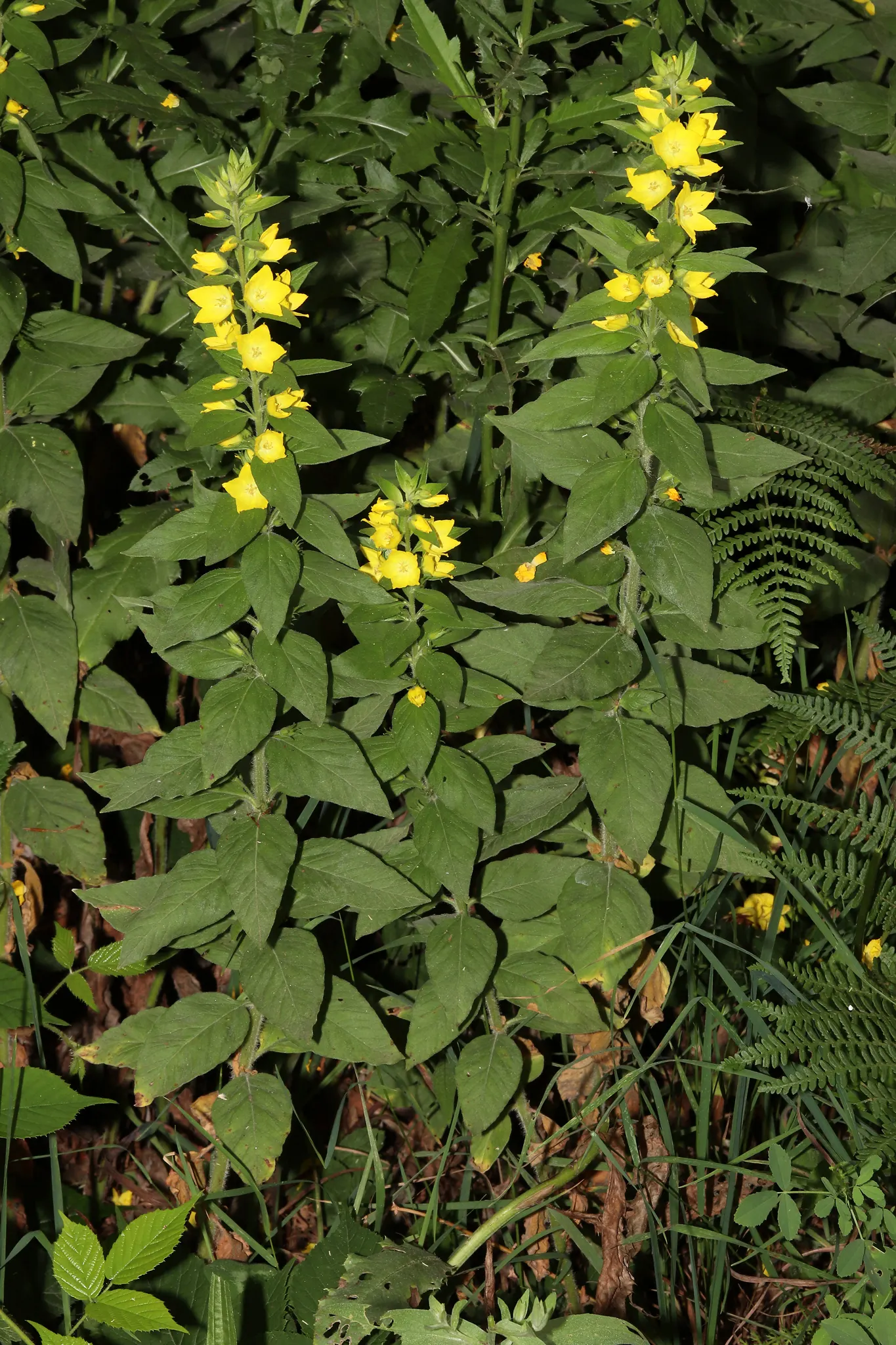 Yellow Loosestrife (Lysimachia Punctata) — Note: May become invasive if not controlled; yellow flowers in the garden, image 79