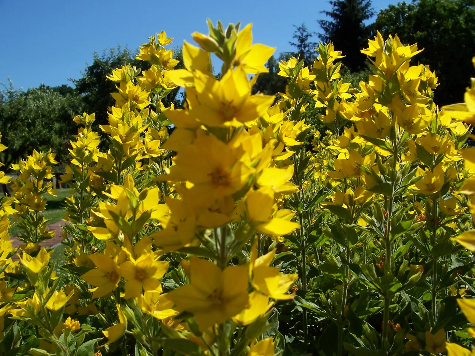 Yellow Loosestrife (Lysimachia Punctata) — perennial with yellow blooms; yellow Loosestrife produces an abundant display of star-shaped, image 167