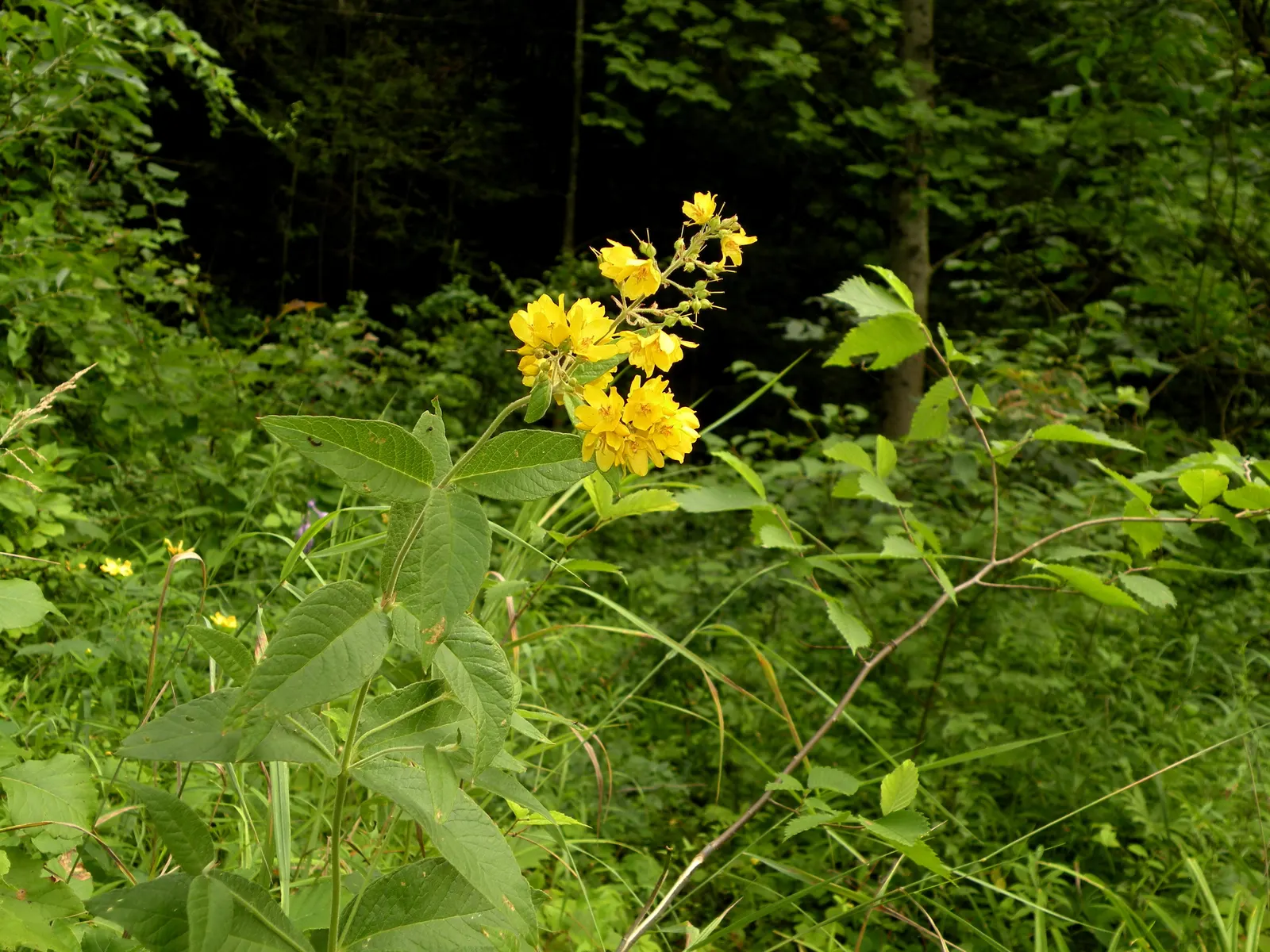 Yellow Loosestrife (Lysimachia Punctata) — Yellow Loosestrife (Lysimachia punctata) is a herbaceous perennial renowned for its vivacious; this, image 73
