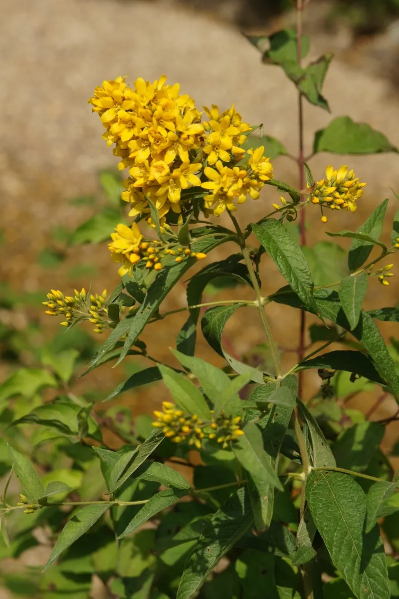 Yellow Loosestrife (Lysimachia Punctata) — Yellow Loosestrife produces an abundant display of star-shaped; perennial with yellow blooms, image 158