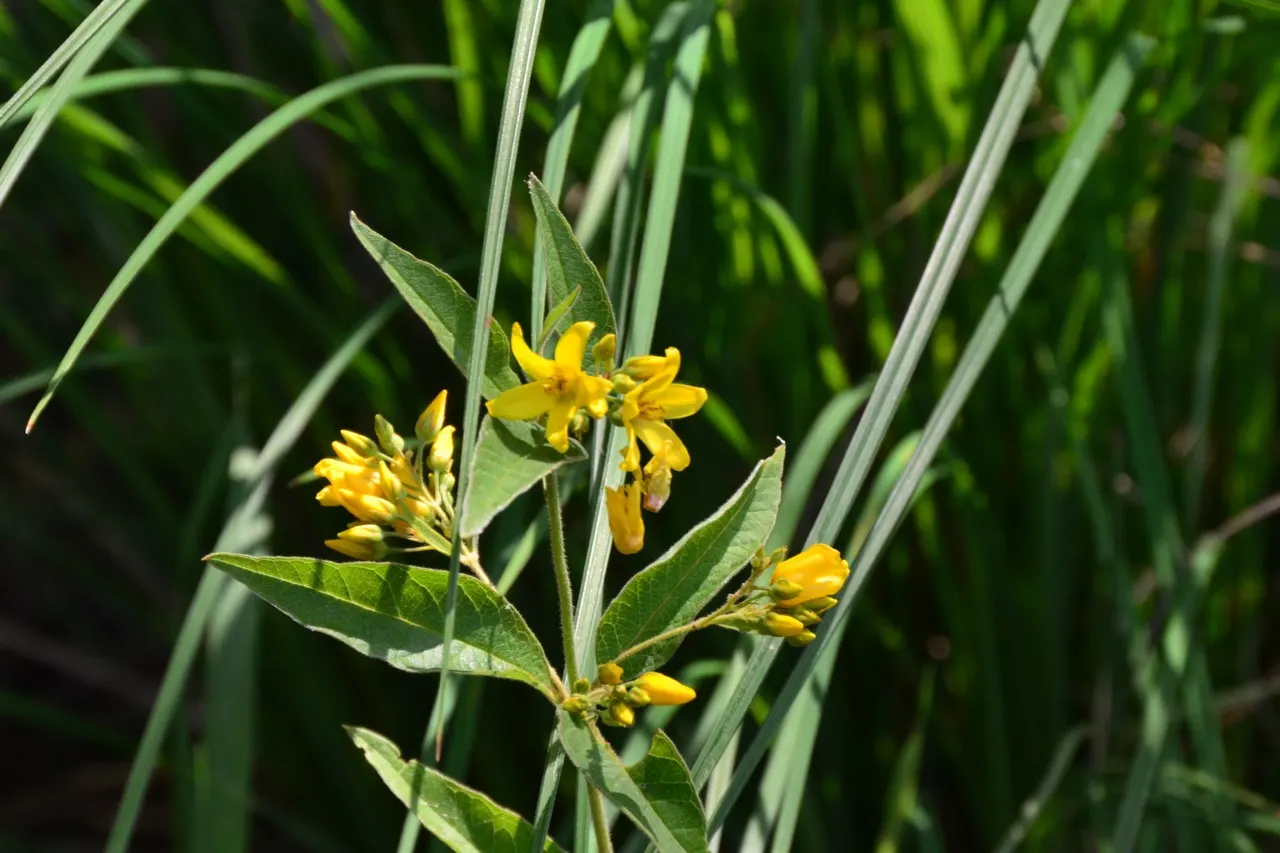Yellow Loosestrife (Lysimachia Punctata) — herbaceous perennial that is a favored addition to garden designs for its striking flowers and lush, image 225