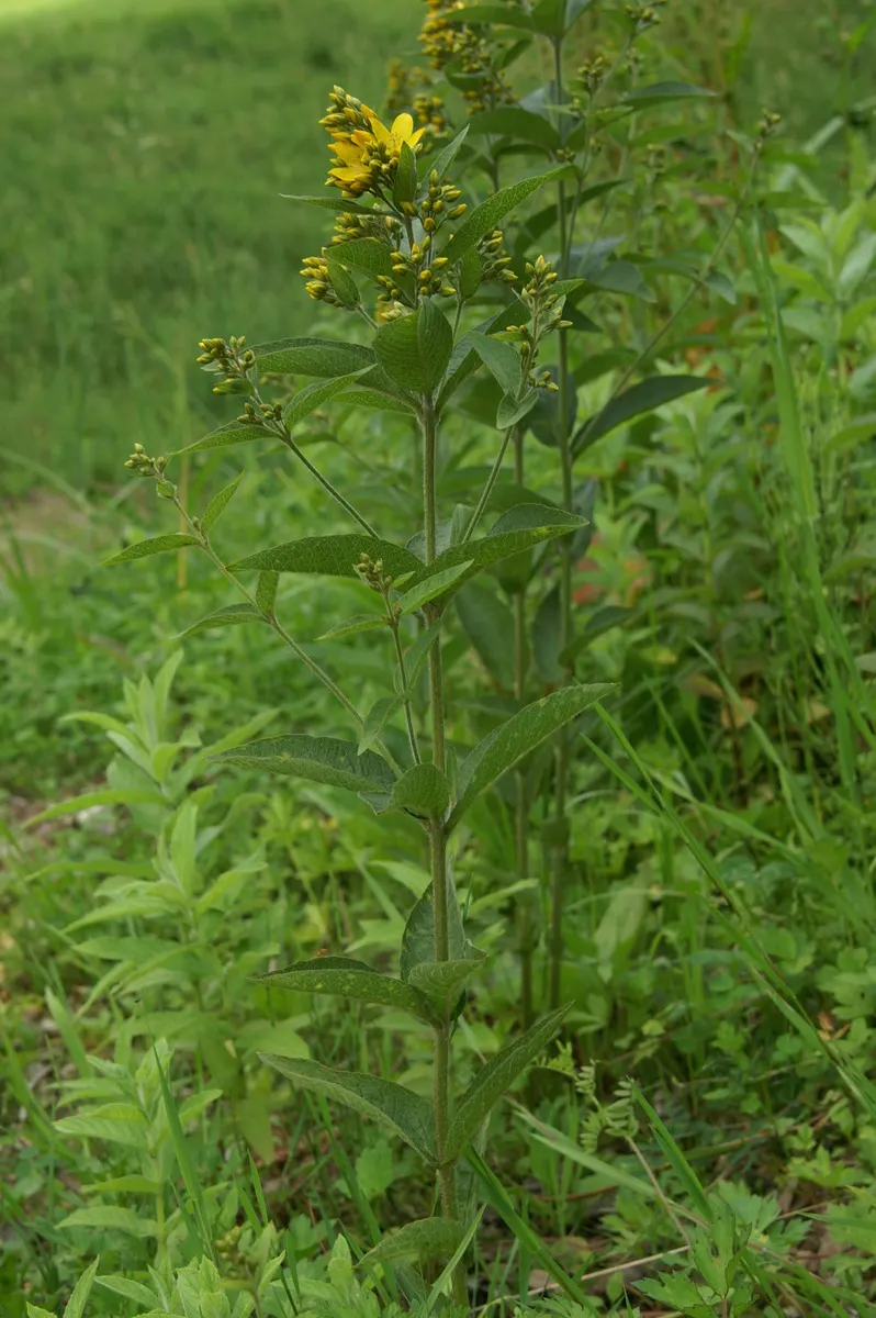 Yellow Loosestrife (Lysimachia Punctata) — and a bright pop of color that is particularly effective alongside blues and purples; it is hardy in, image 188
