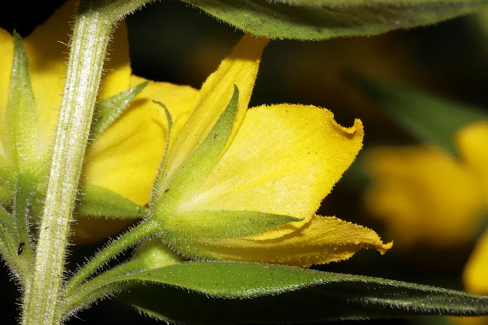 Yellow Loosestrife (Lysimachia Punctata) — Yellow Loosestrife (Lysimachia punctata) is a herbaceous perennial renowned for its vivacious; this, image 97