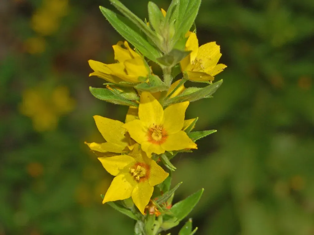 Yellow Loosestrife (Lysimachia Punctata) — Yellow Loosestrife offers long-lasting blooms; this plant typically reaches heights of 24 to 36 inches, image 187