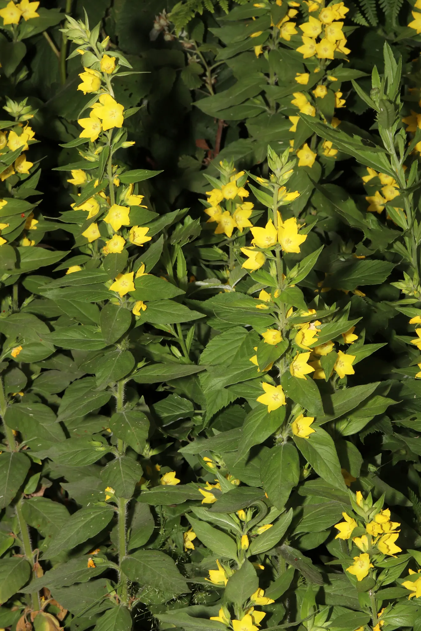 Yellow Loosestrife (Lysimachia Punctata) — From late spring into midsummer; while it is tolerant of various soil types, ensuring adequate drainage, image 229