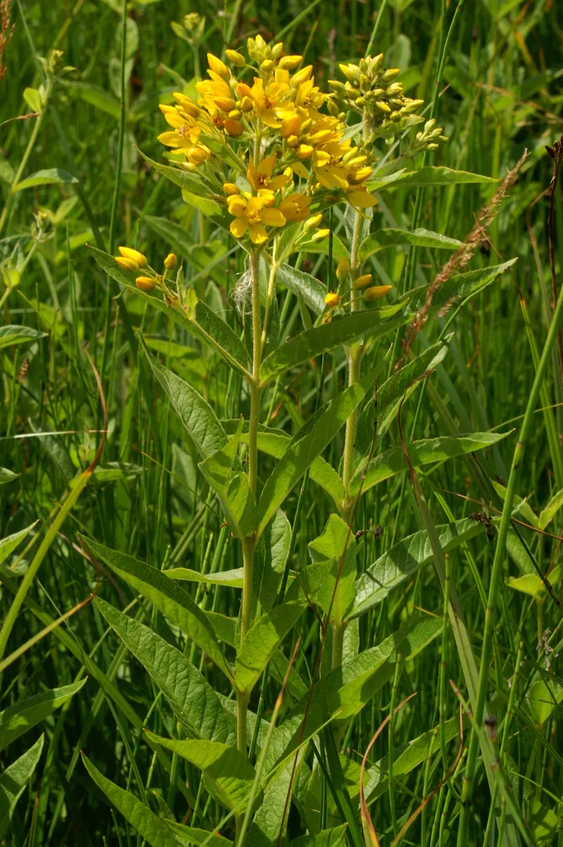 Yellow Loosestrife (Lysimachia Punctata) — It is hardy in USDA zones 4 through 8 and exhibits vigorous growth; and a bright pop of color that is, image 209