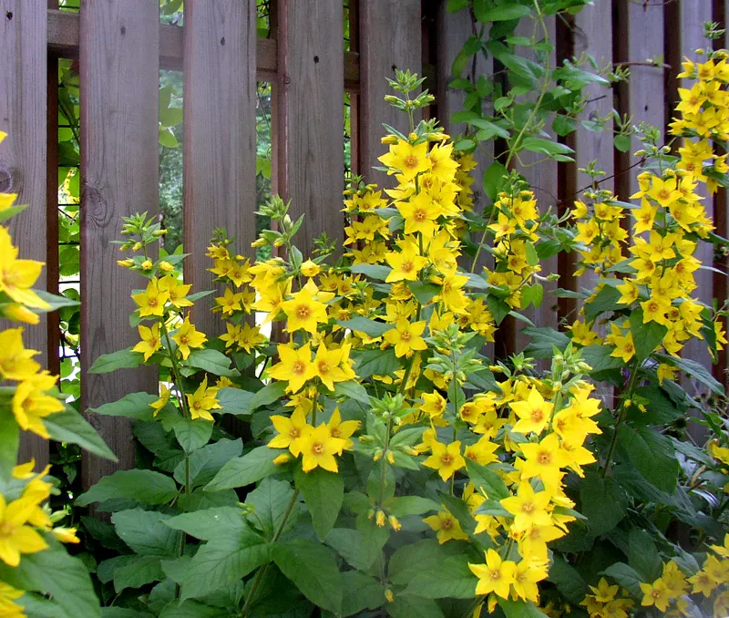 Yellow Loosestrife (Lysimachia Punctata) — This plant typically reaches heights of 24 to 36 inches with a spread of 18 to 24 inches; yellow, image 130