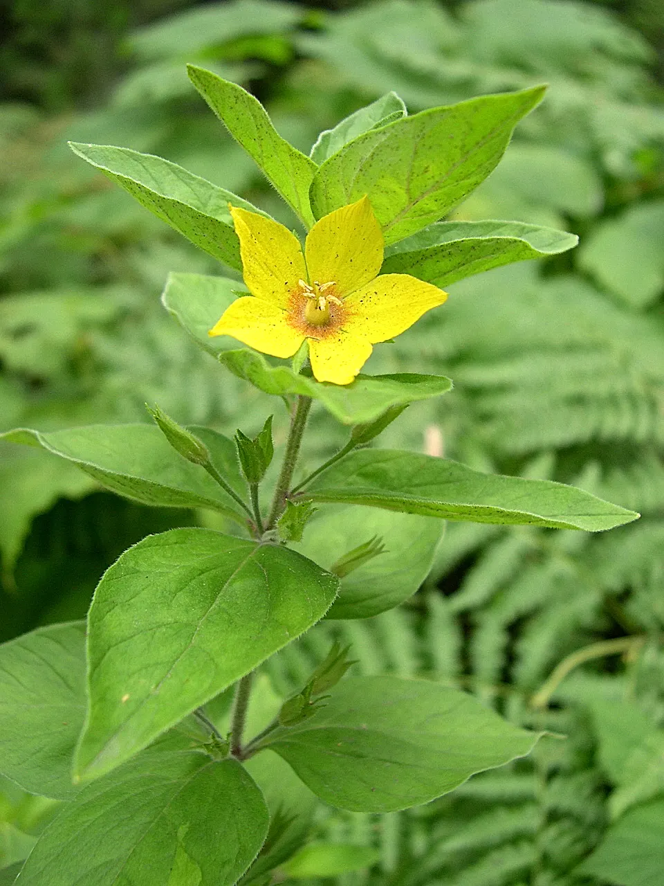 Yellow Loosestrife (Lysimachia Punctata) — Thriving in USDA zones 4-8, it reaches 24-36 inches in height and spreads approximately 18-24 inches, image 147