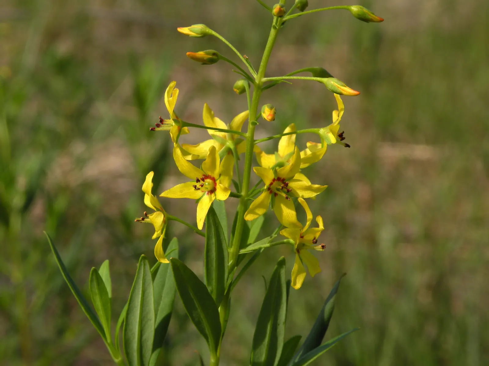 Yellow Loosestrife (Lysimachia Punctata) — each dotted with reddish-brown markings at the base; flowering from early to mid-summer, image 159