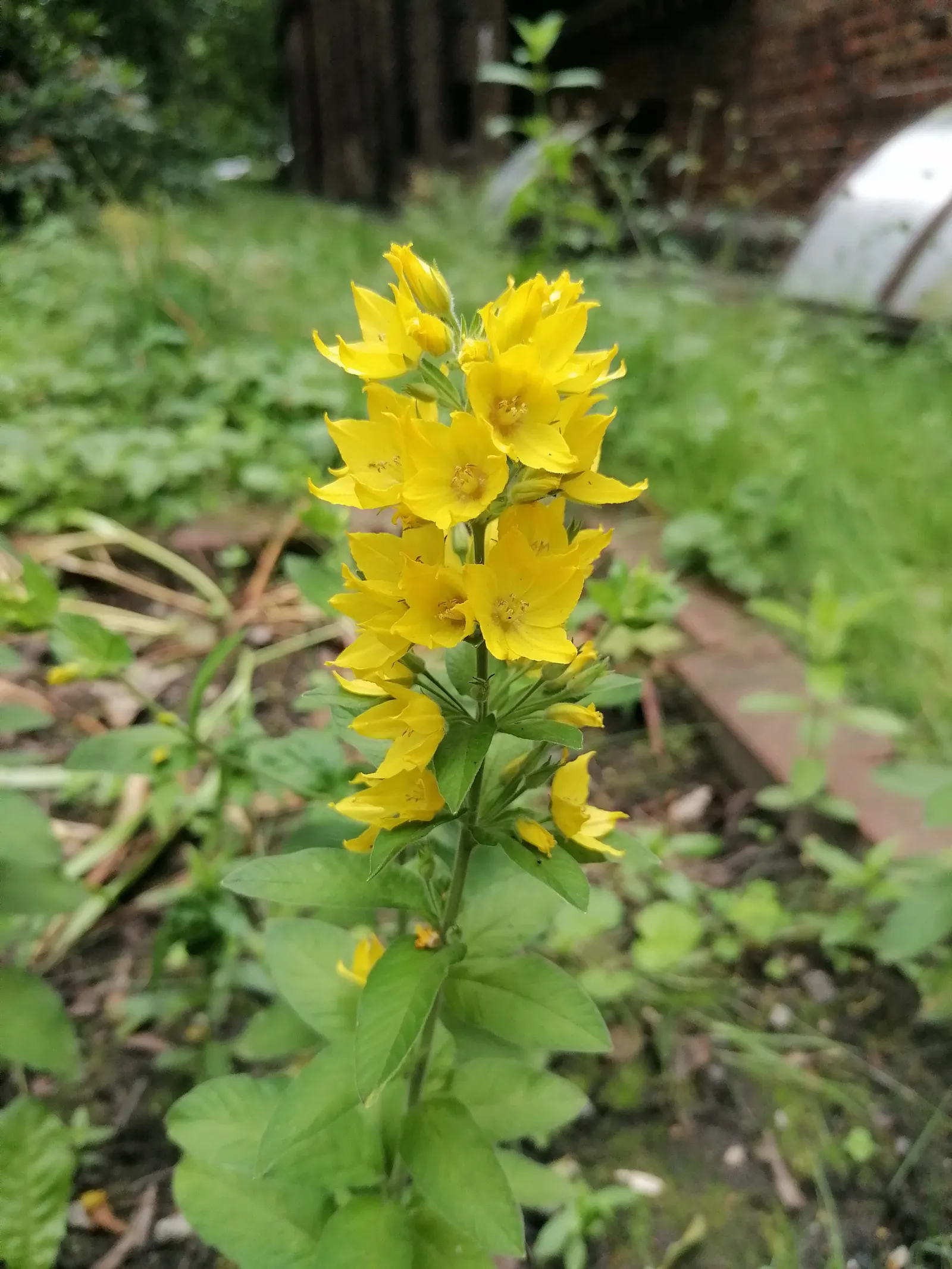 Yellow Loosestrife (Lysimachia Punctata) — perennial with yellow blooms; yellow Loosestrife produces an abundant display of star-shaped, image 143