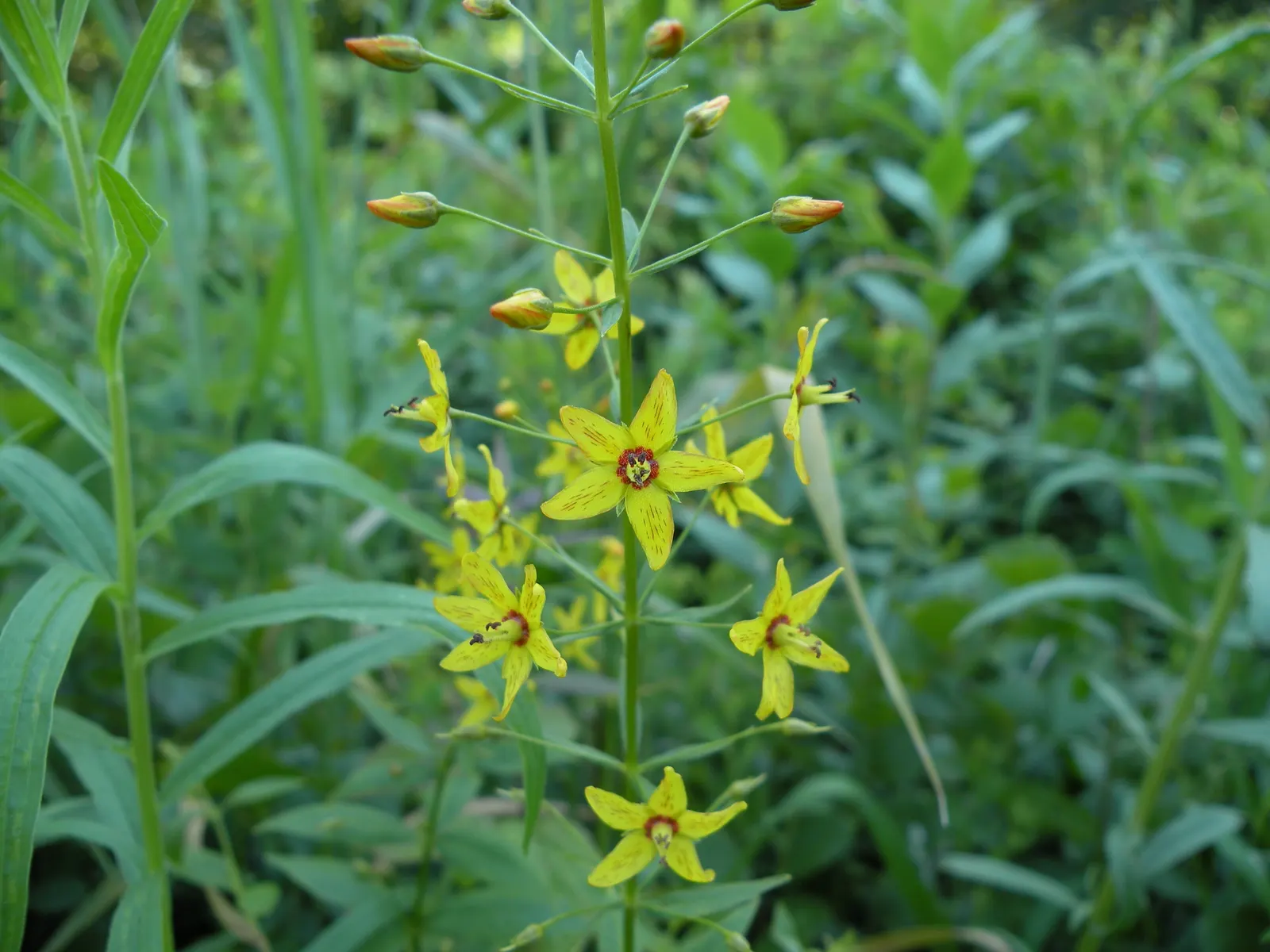 Yellow Loosestrife (Lysimachia Punctata) — This low-maintenance plant prefers full sun to partial shade and consistently moist soil; yellow, image 196