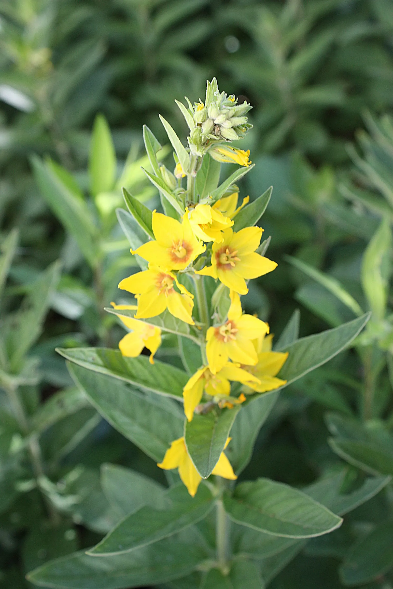 Yellow Loosestrife (Lysimachia Punctata) — cup-shaped yellow flowers; arranged in a whorled pattern up erect stems, image 242