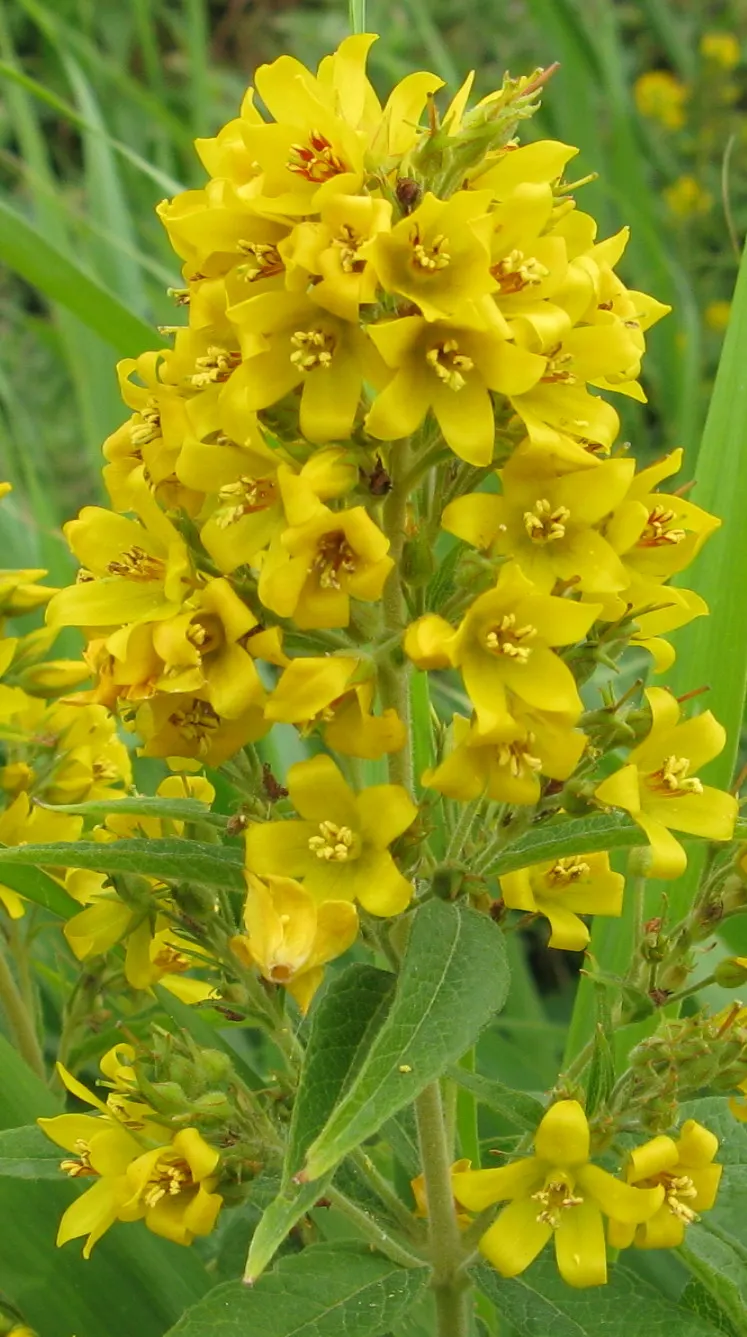 Yellow Loosestrife (Lysimachia Punctata) — Due to its easy-going nature, it is an excellent choice for gardeners of all levels