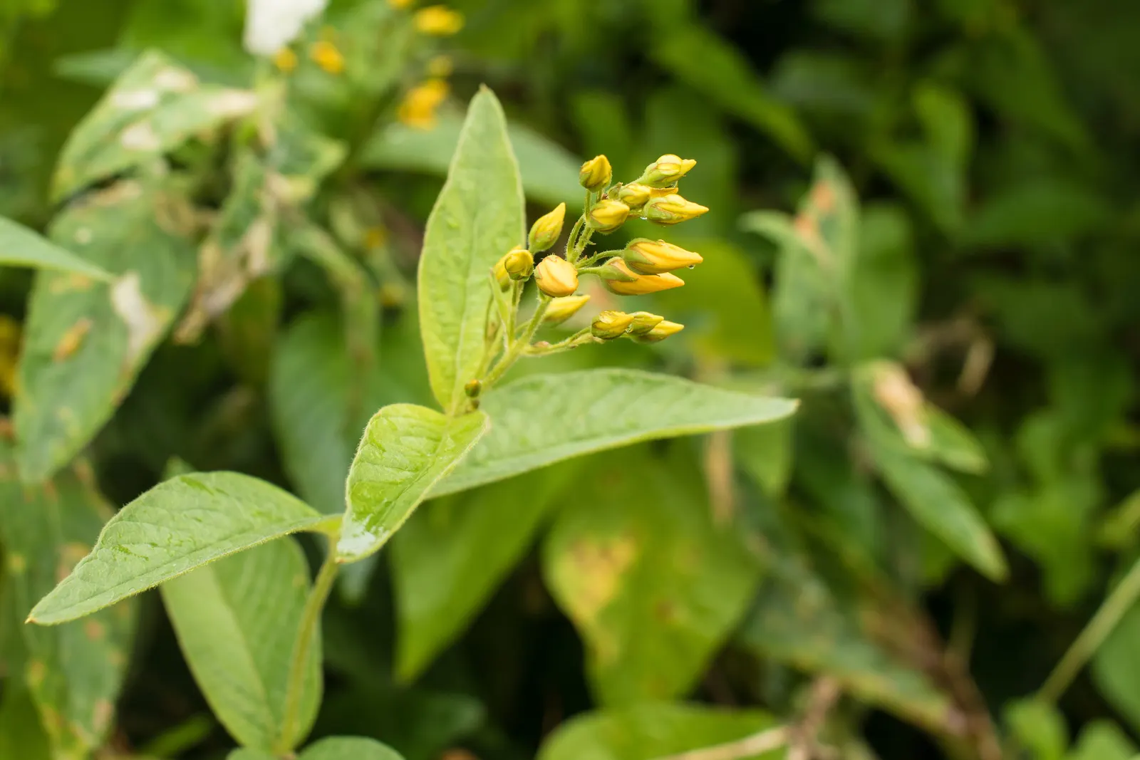 Yellow Loosestrife (Lysimachia Punctata) — yellow flowers in the garden; note: May become invasive if not controlled, image 190