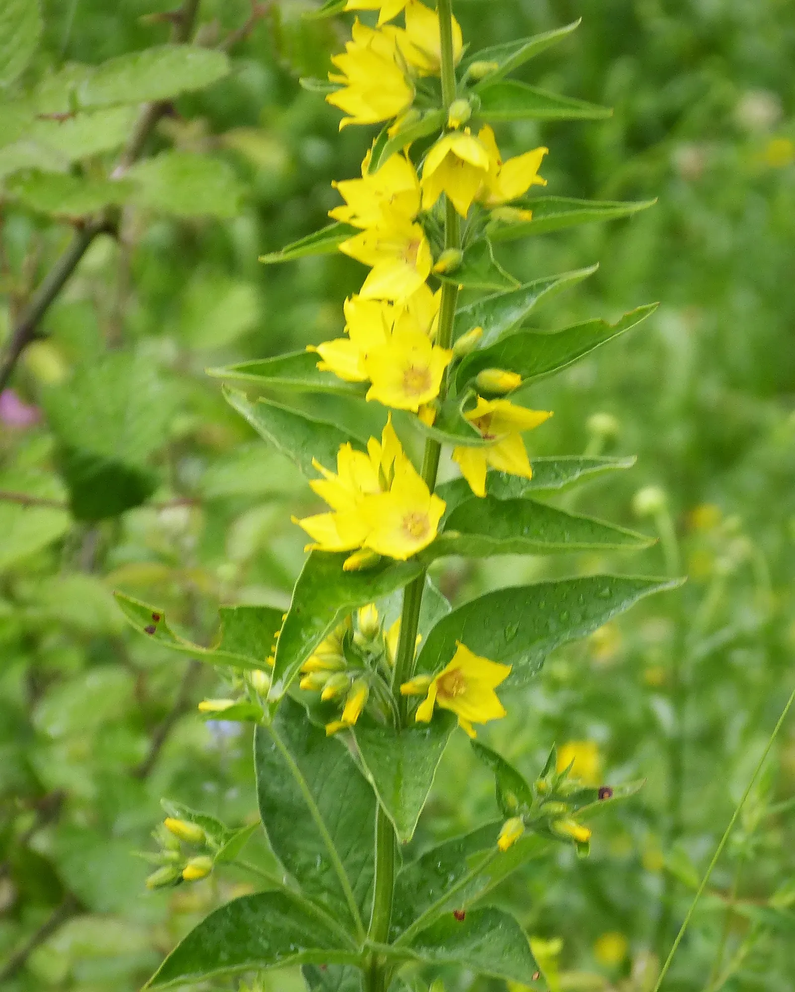 Yellow Loosestrife (Lysimachia Punctata) — While it is tolerant of various soil types, ensuring adequate drainage is crucial to prevent root rot, image 112