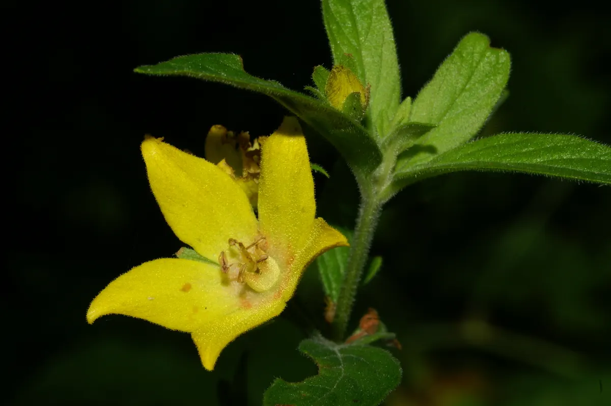 Yellow Loosestrife (Lysimachia Punctata) — yellow flowers in the garden; note: May become invasive if not controlled, image 166