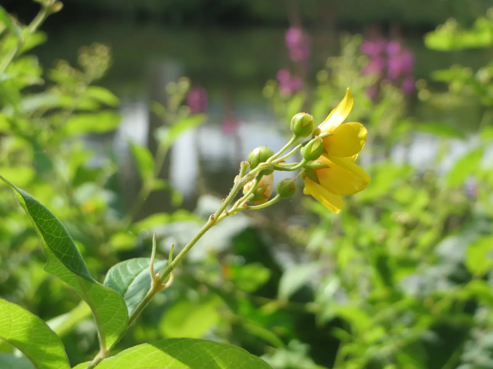 Yellow Loosestrife (Lysimachia Punctata) — From late spring into midsummer