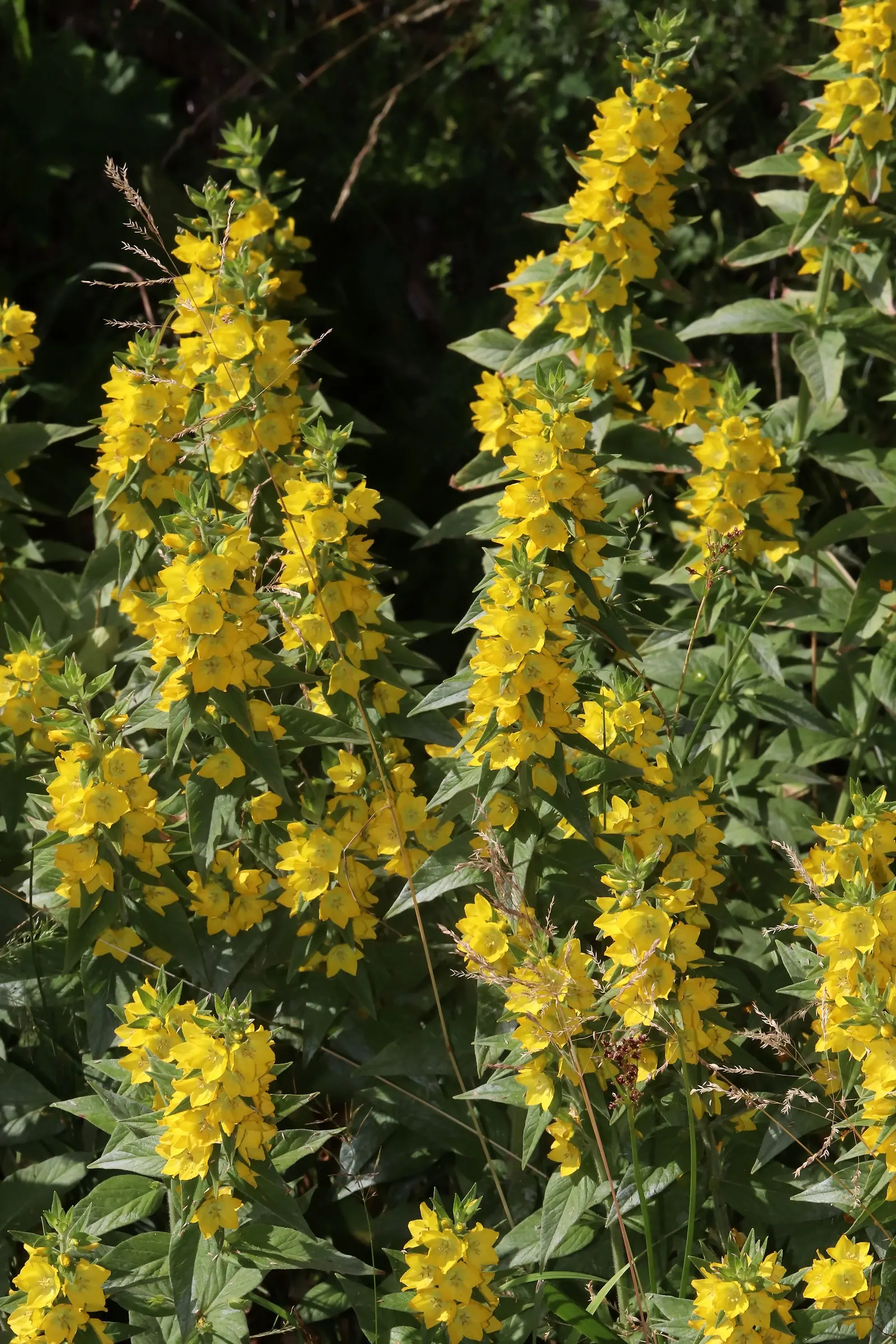 Yellow Loosestrife (Lysimachia Punctata) — Note: May become invasive if not controlled