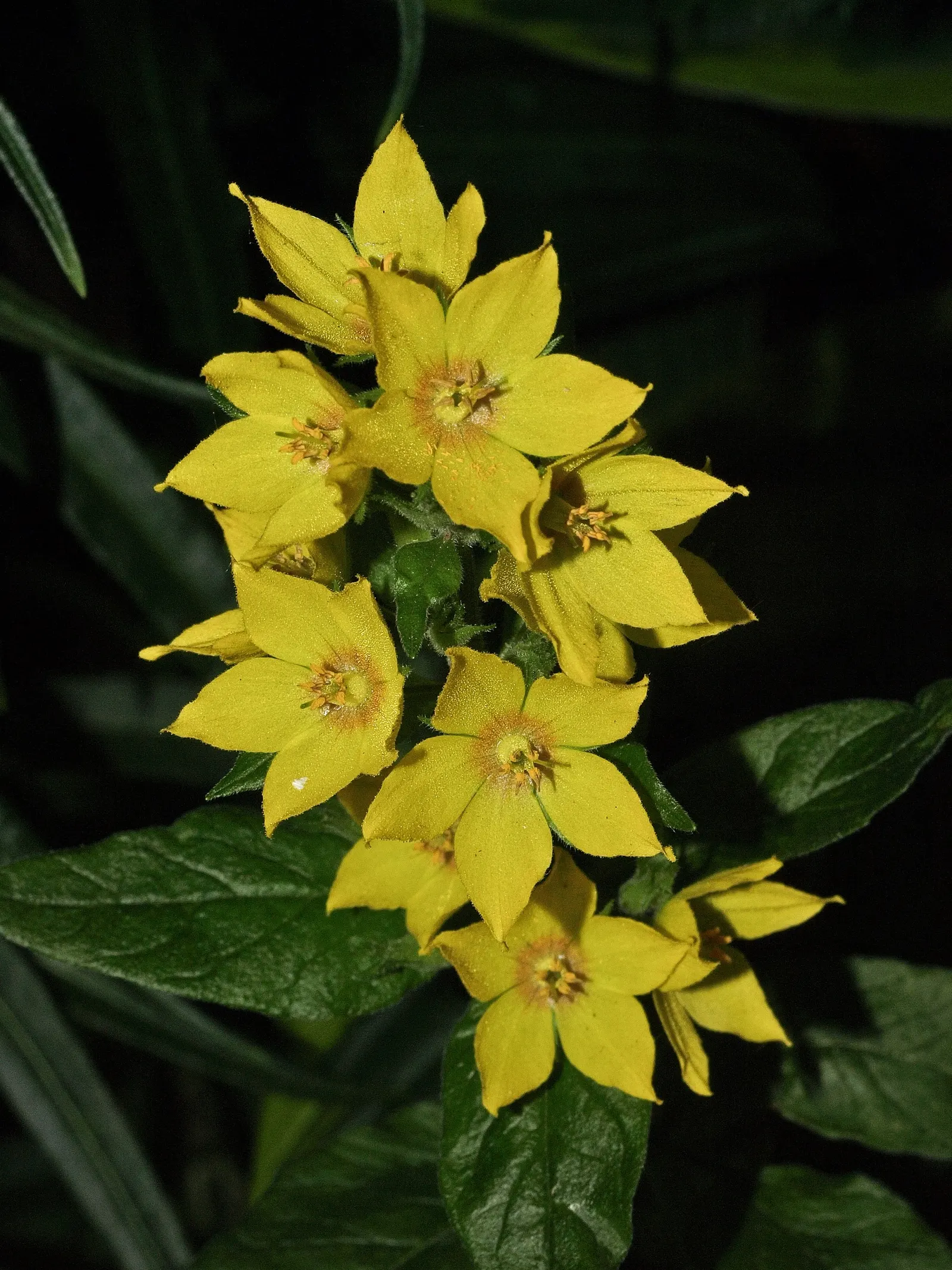 Yellow Loosestrife (Lysimachia Punctata) — perennial with yellow blooms; yellow Loosestrife produces an abundant display of star-shaped
